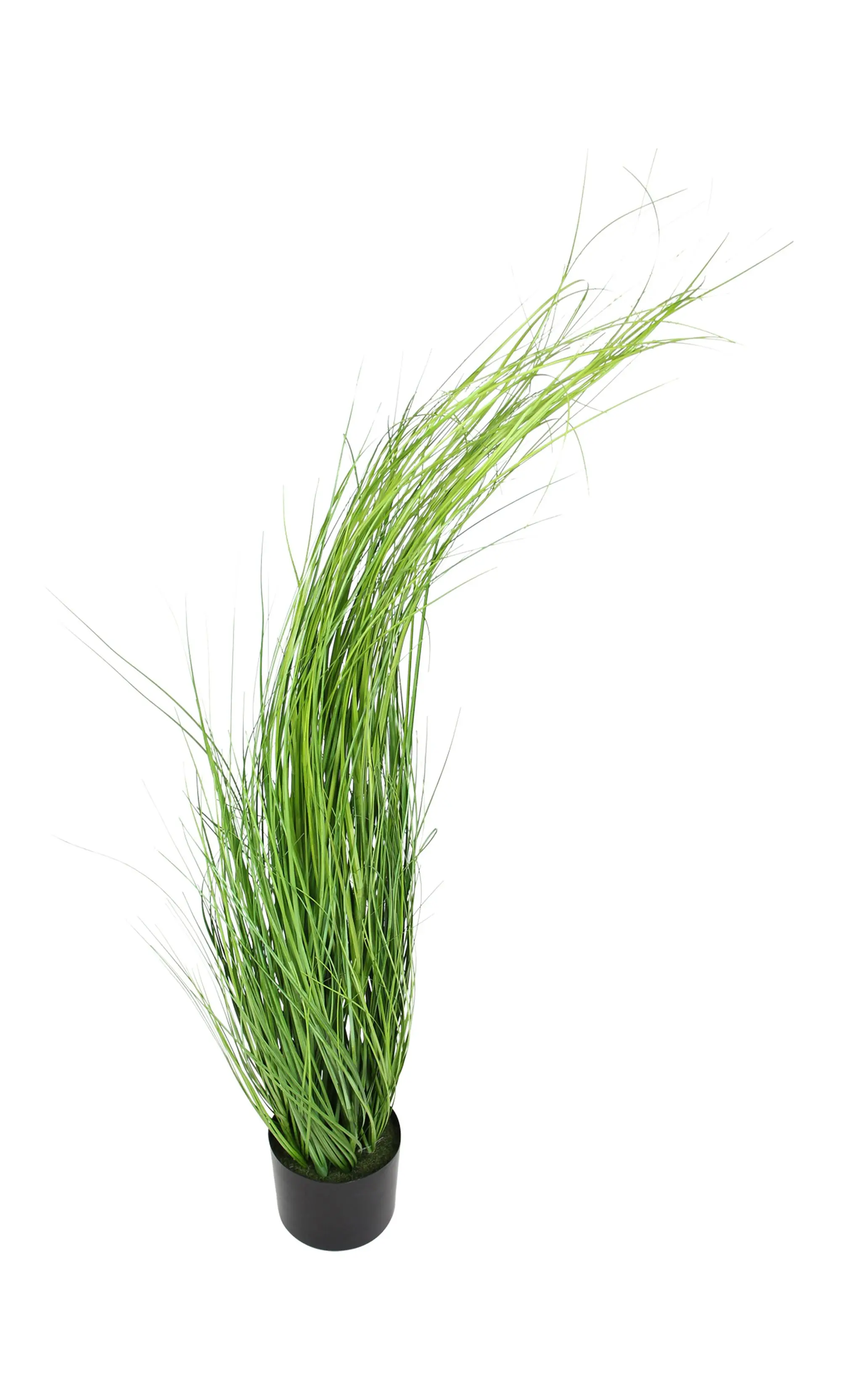 Pflanze "Gras"  im Frank Flechtwaren Online Shop für Ostern kaufen