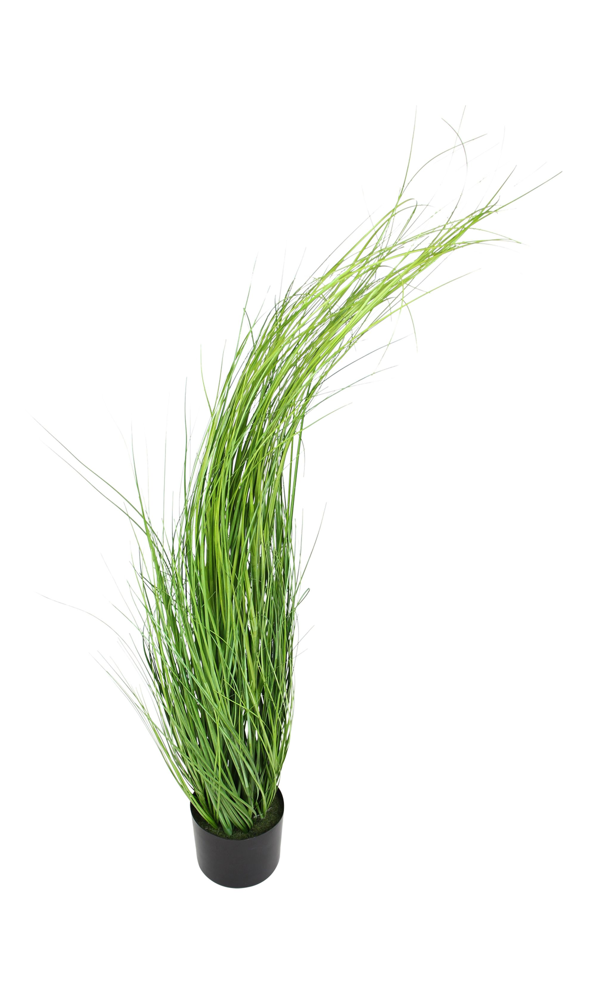 Pflanze "Gras" im Frank Flechtwaren Online Shop für Ostern kaufen Pflanze "Gras" im Frank Flechtwaren Online Shop für Ostern kaufen