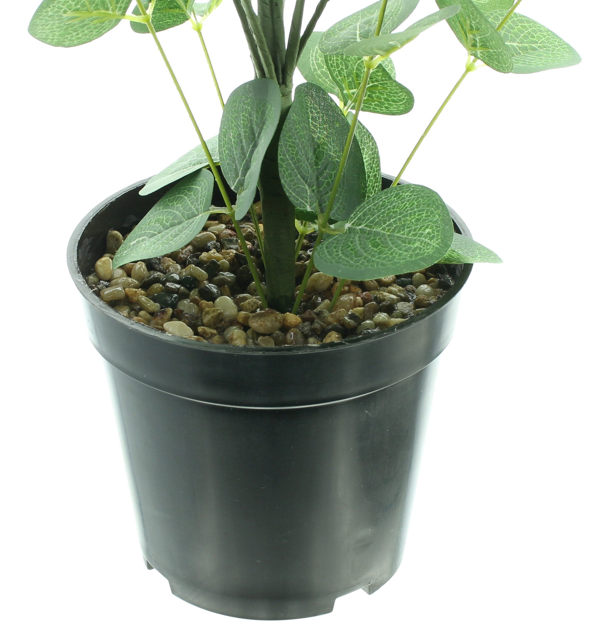 Topfpflanze "Eukalyptus" im Frank Flechtwaren Online Shop für Ostern kaufen Topfpflanze "Eukalyptus" im Frank Flechtwaren Online Shop für Ostern kaufen