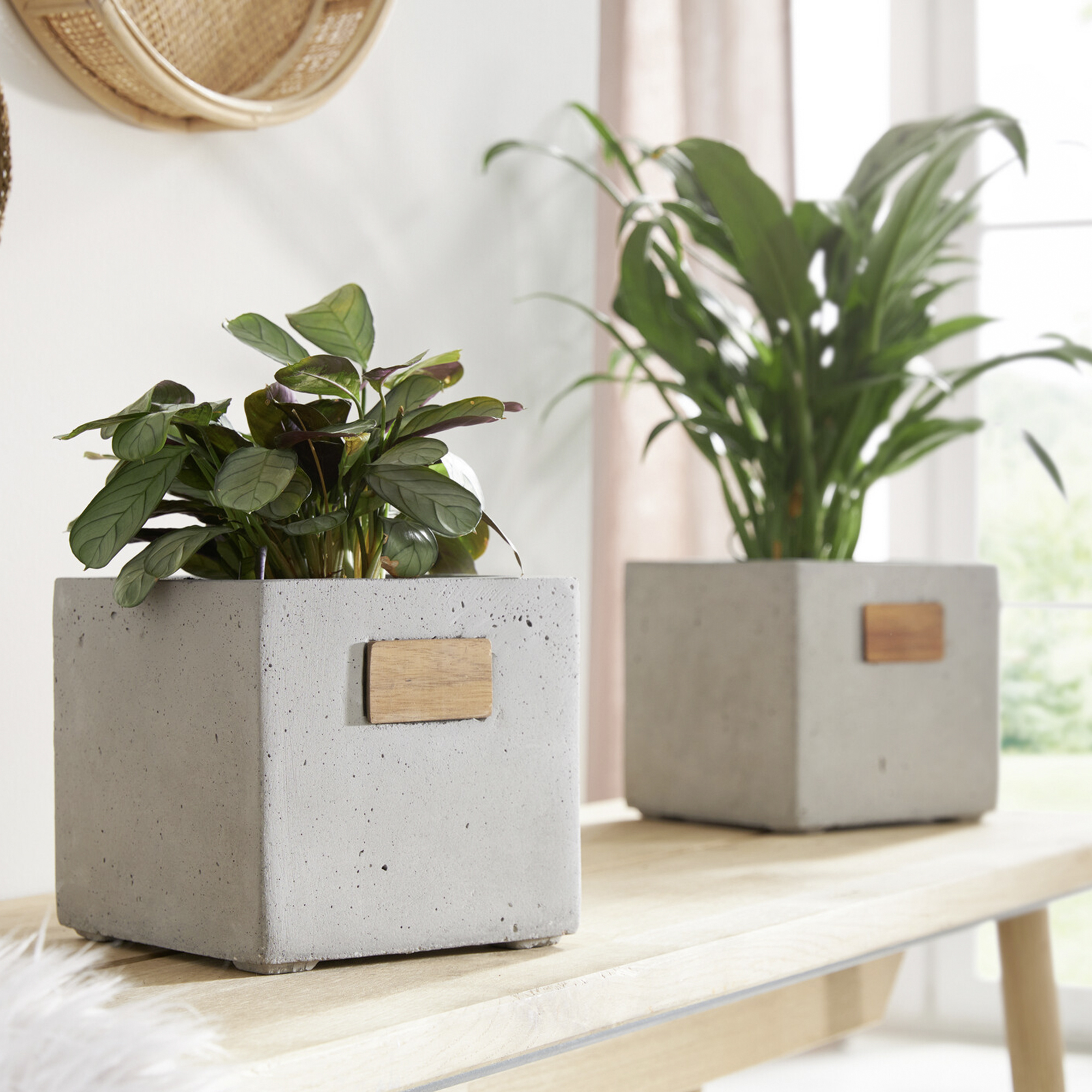 Übertopf "Cube"  im Frank Flechtwaren Online Shop kaufen