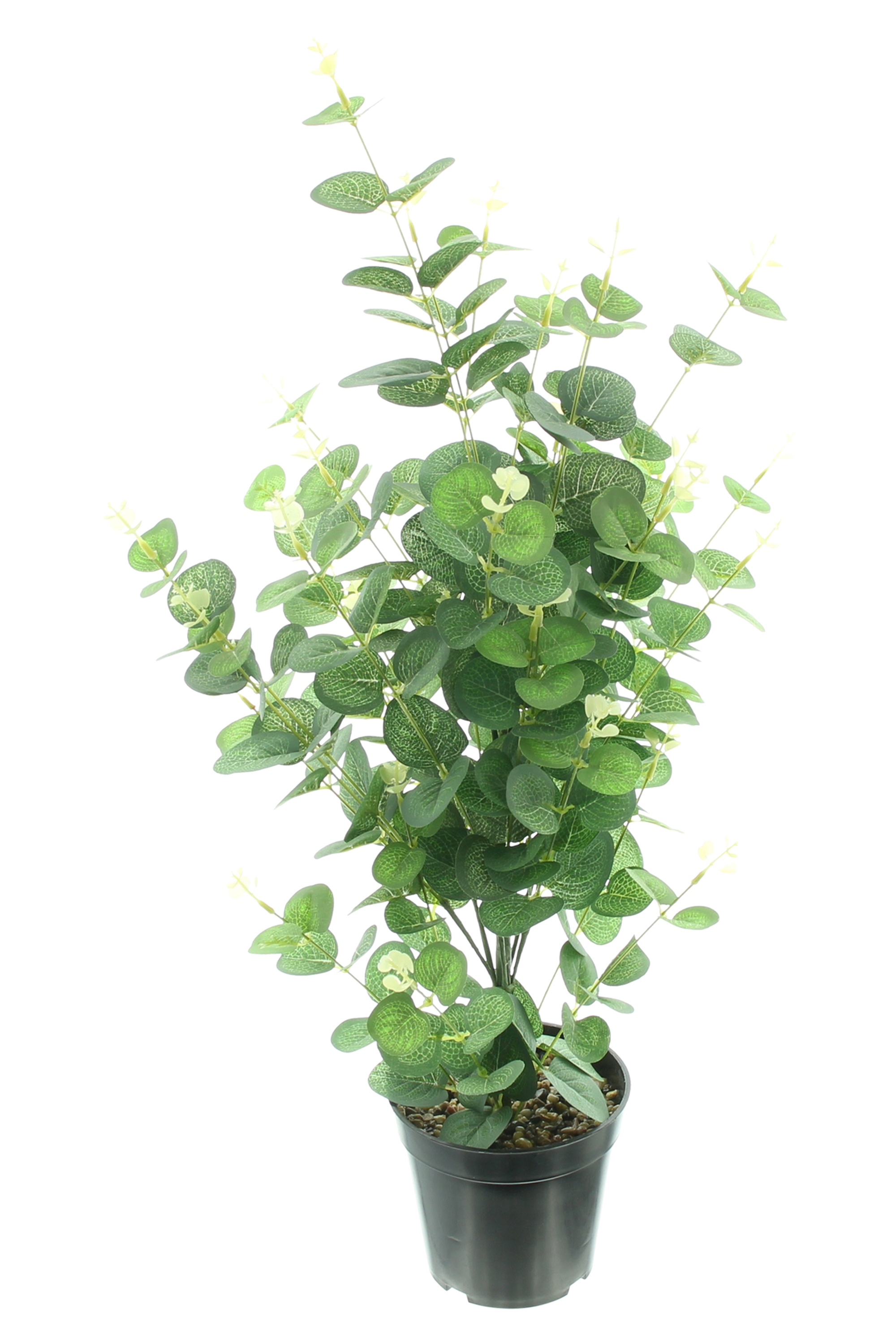 Topfpflanze "Eukalyptus" im Frank Flechtwaren Online Shop für Ostern kaufen Topfpflanze "Eukalyptus" im Frank Flechtwaren Online Shop für Ostern kaufen