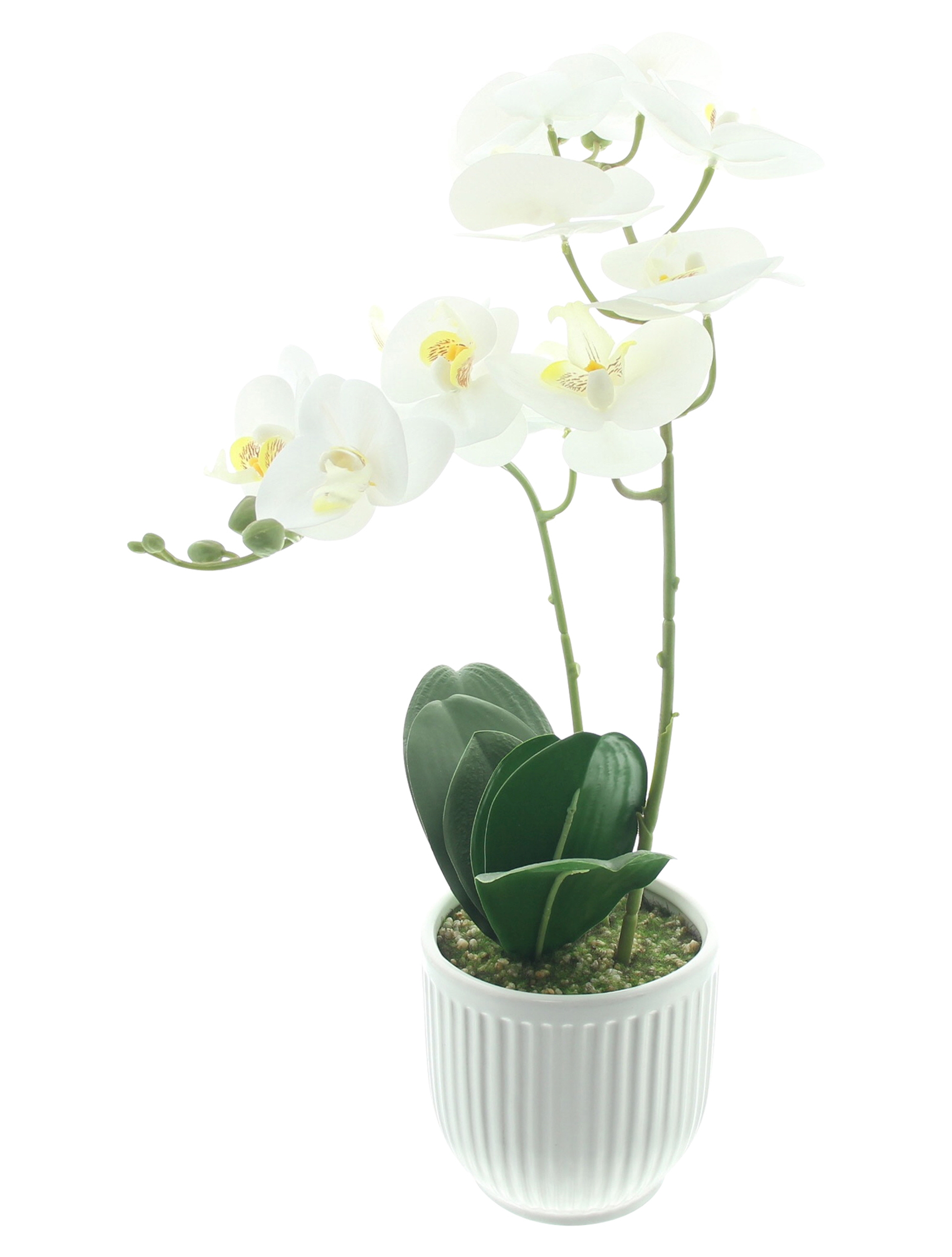 Orchidee "White Butterfly" im Topf  im Frank Flechtwaren Online Shop für Gerade eingetroffen kaufen