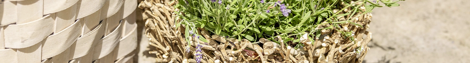 Pflanzkorb: geflochtener Zweigkorb mit Lavendel als natürliche Gartendekoration für Terrasse und Balkon