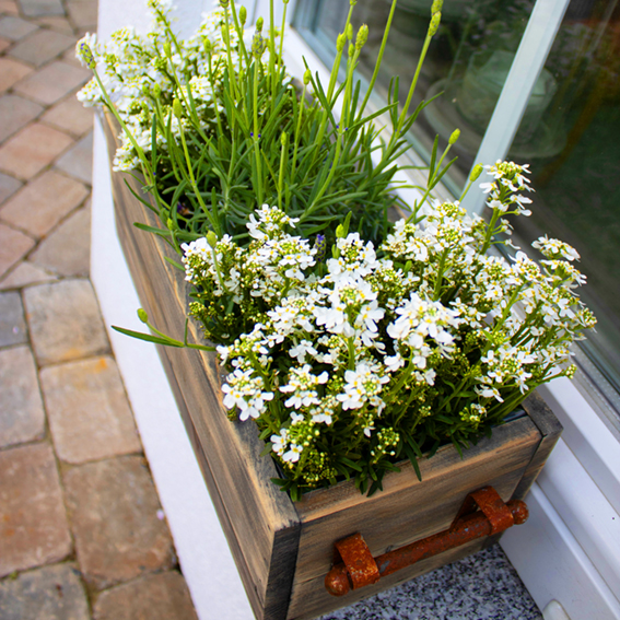 Pflanzbox aus Holz – Fensterbankdeko mit Frühlingsblumen