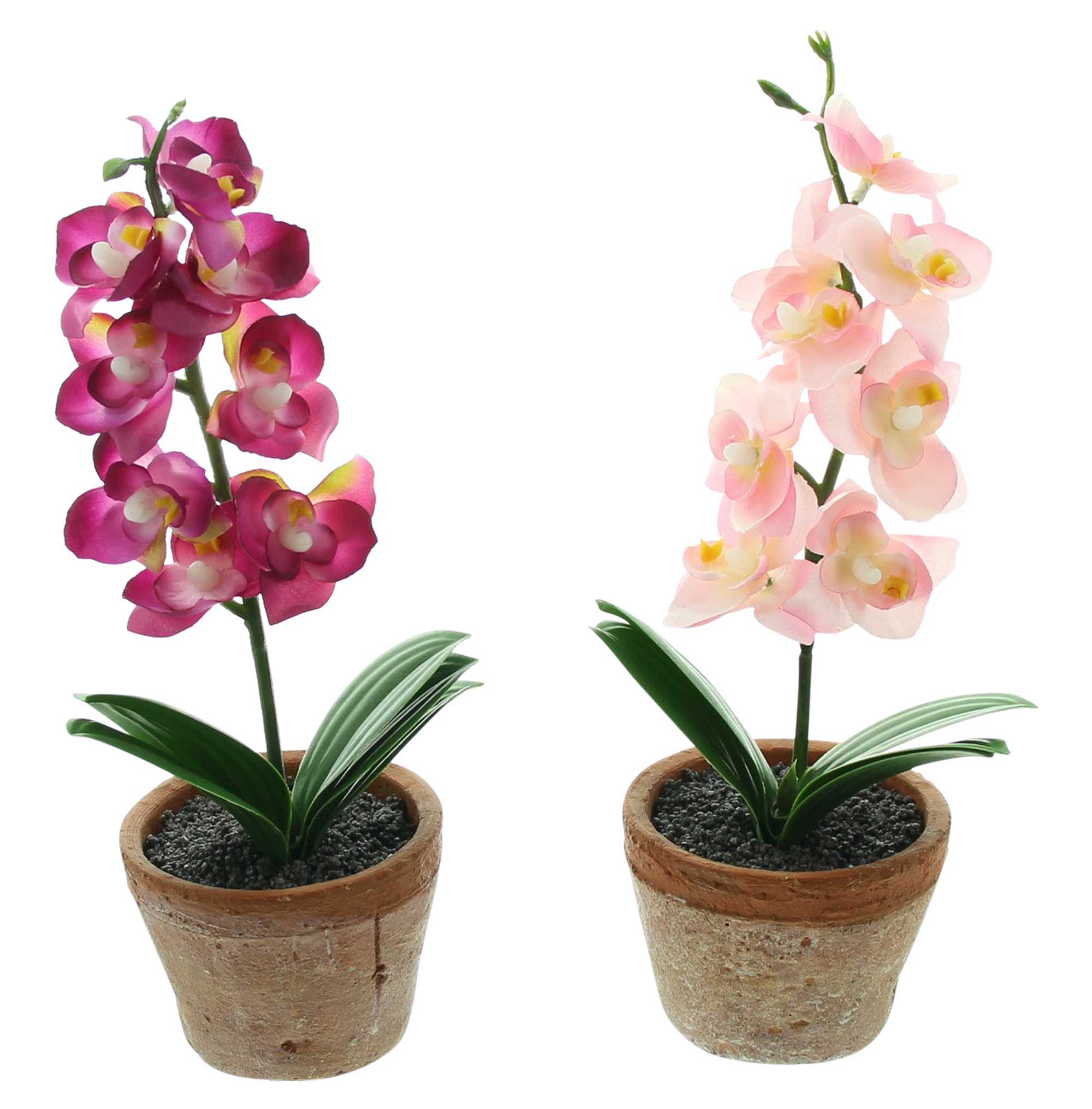 Orchidee im Topf, 2er Set im Frank Flechtwaren Online Shop für Ostern kaufen Orchidee im Topf, 2er Set im Frank Flechtwaren Online Shop für Ostern kaufen