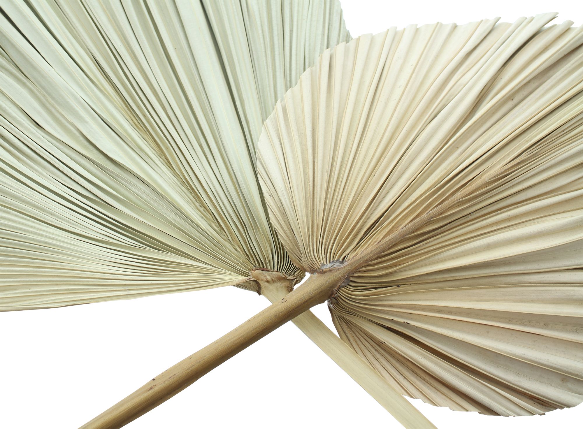 Dekoblatt "Palme", 2er Set im Frank Flechtwaren Online Shop für Herbst kaufen Dekoblatt "Palme", 2er Set im Frank Flechtwaren Online Shop für Herbst kaufen