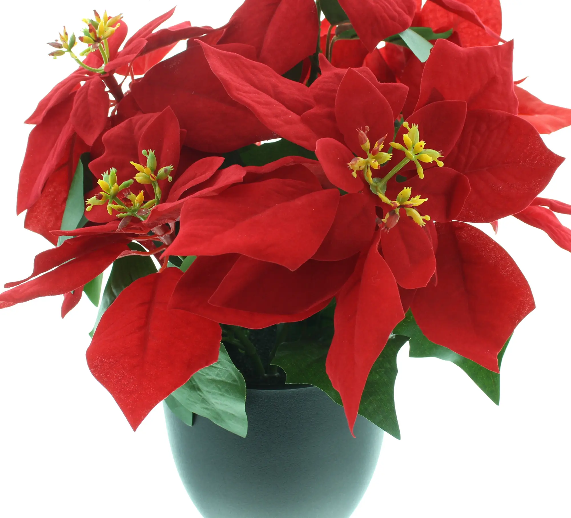 Kunstblume "Großer Weihnachtsstern" im Frank Flechtwaren Online Shop für Weihnachten kaufen Kunstblume "Großer Weihnachtsstern" im Frank Flechtwaren Online Shop für Weihnachten kaufen