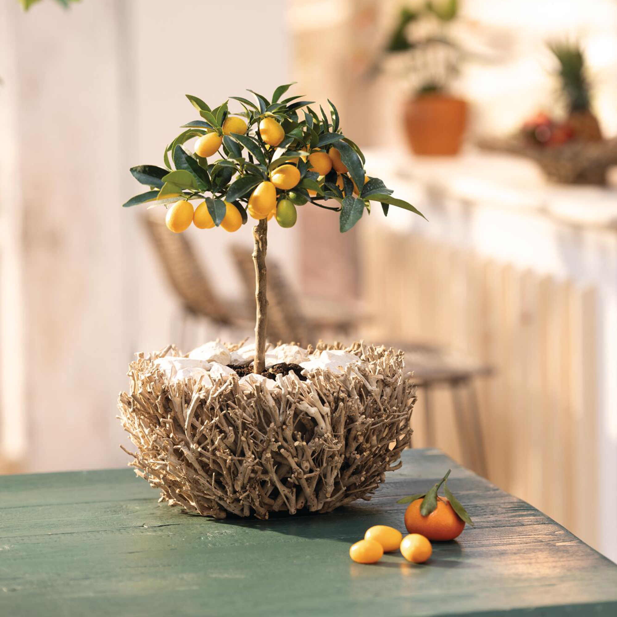 Pflanzer "Verzweigt"  im Frank Flechtwaren Online Shop kaufen