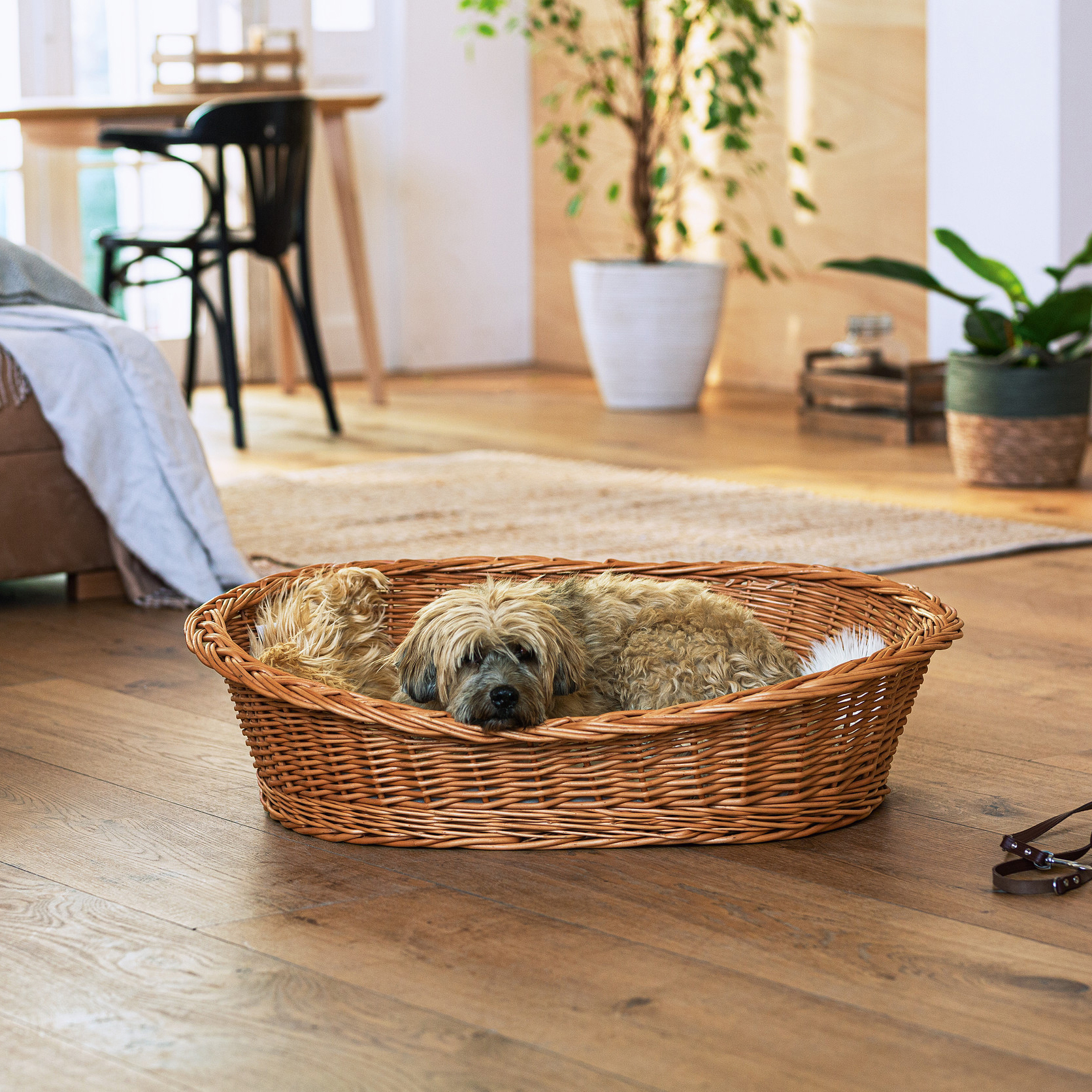 Hundekorb "Relax"  im Frank Flechtwaren Online Shop kaufen