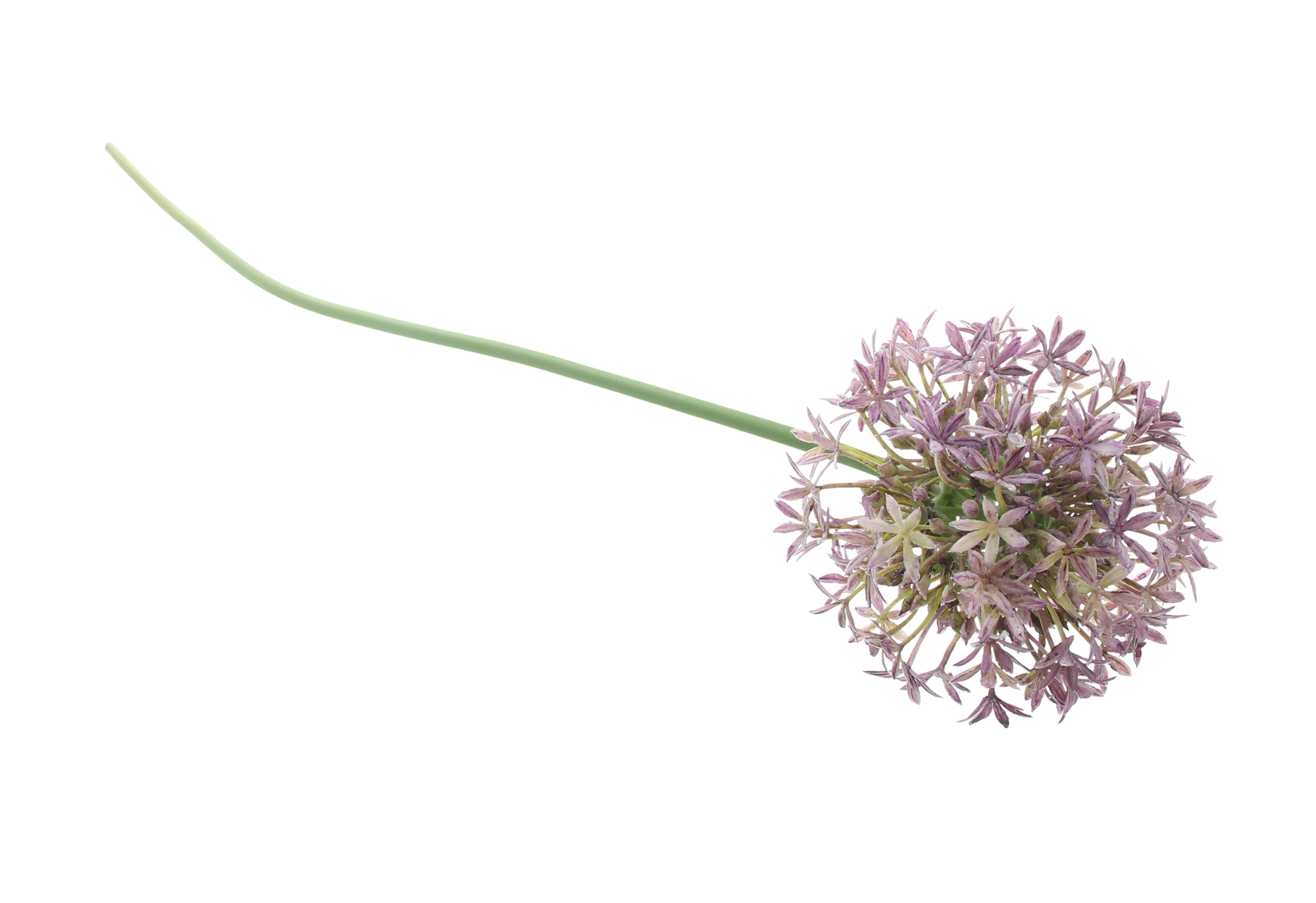 Blume "Allium"  im Frank Flechtwaren Online Shop für Kunstpflanzen kaufen