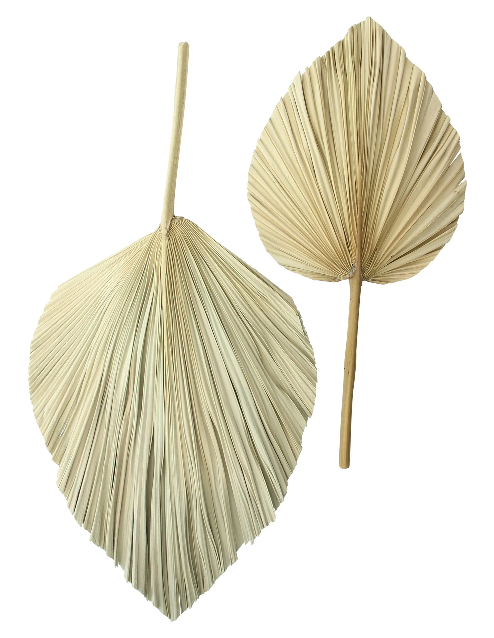 Dekoblatt "Palme", 2er Set im Frank Flechtwaren Online Shop für Wanddeko kaufen Dekoblatt "Palme", 2er Set im Frank Flechtwaren Online Shop für Wanddeko kaufen