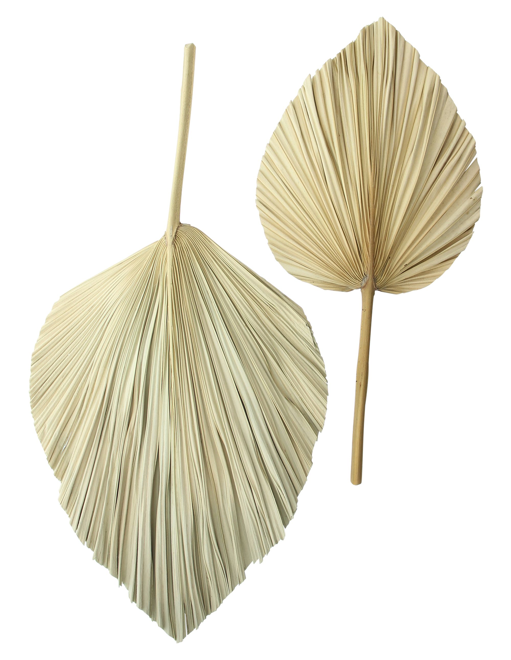 Dekoblatt "Palme", 2er Set im Frank Flechtwaren Online Shop für Herbst kaufen Dekoblatt "Palme", 2er Set im Frank Flechtwaren Online Shop für Herbst kaufen