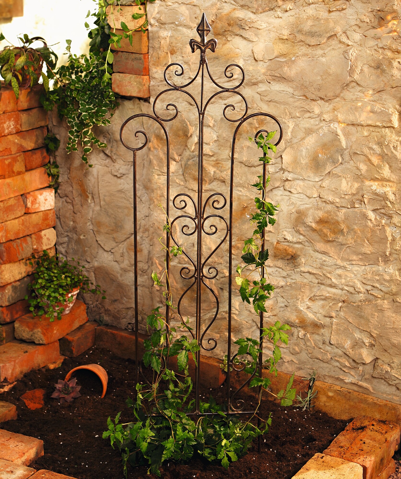 Acheter Treillage "fleur de lys"  dans la boutique en ligne de Frank Flechtwaren