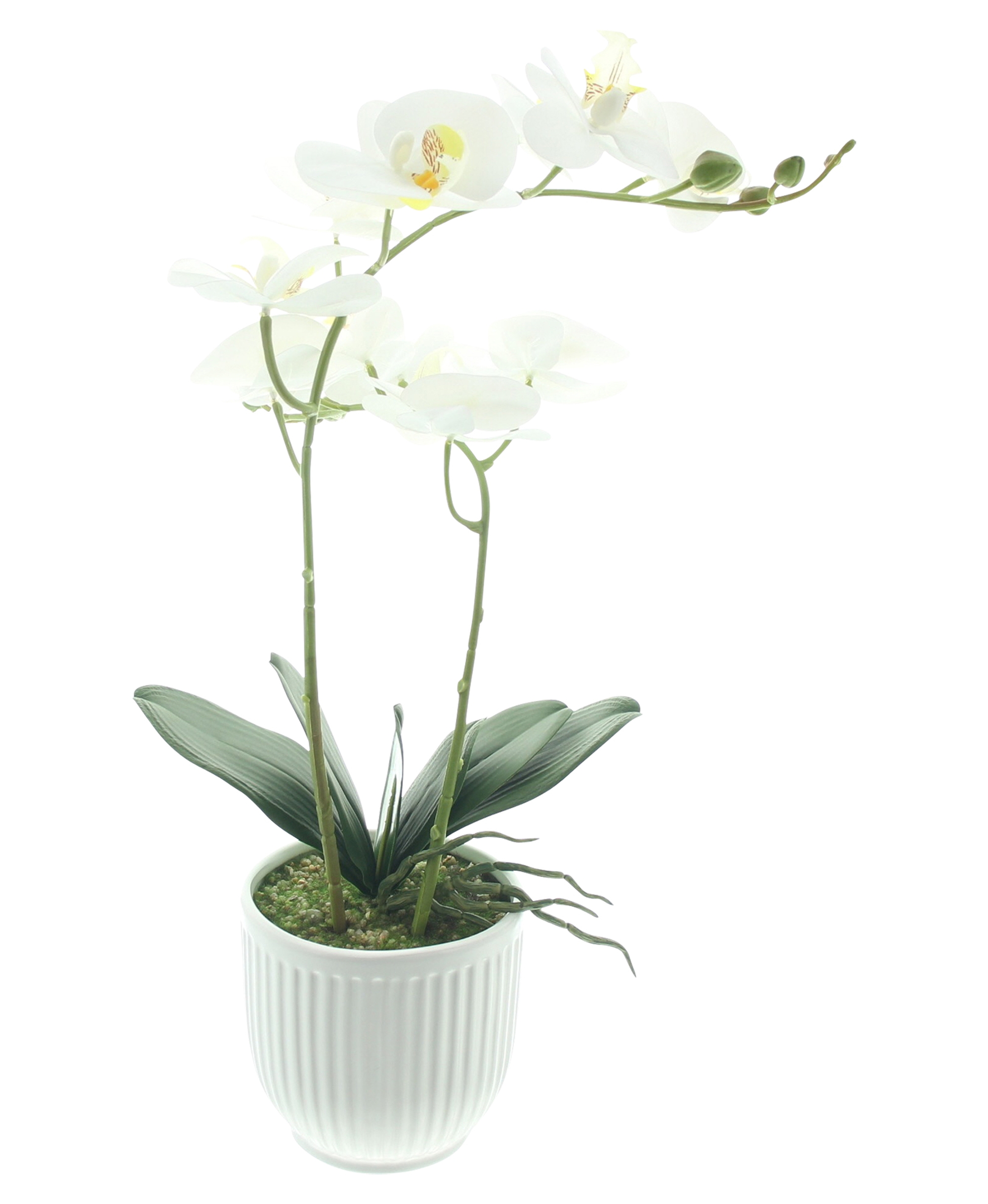 Orchidee "White Butterfly" im Topf  im Frank Flechtwaren Online Shop für Gerade eingetroffen kaufen