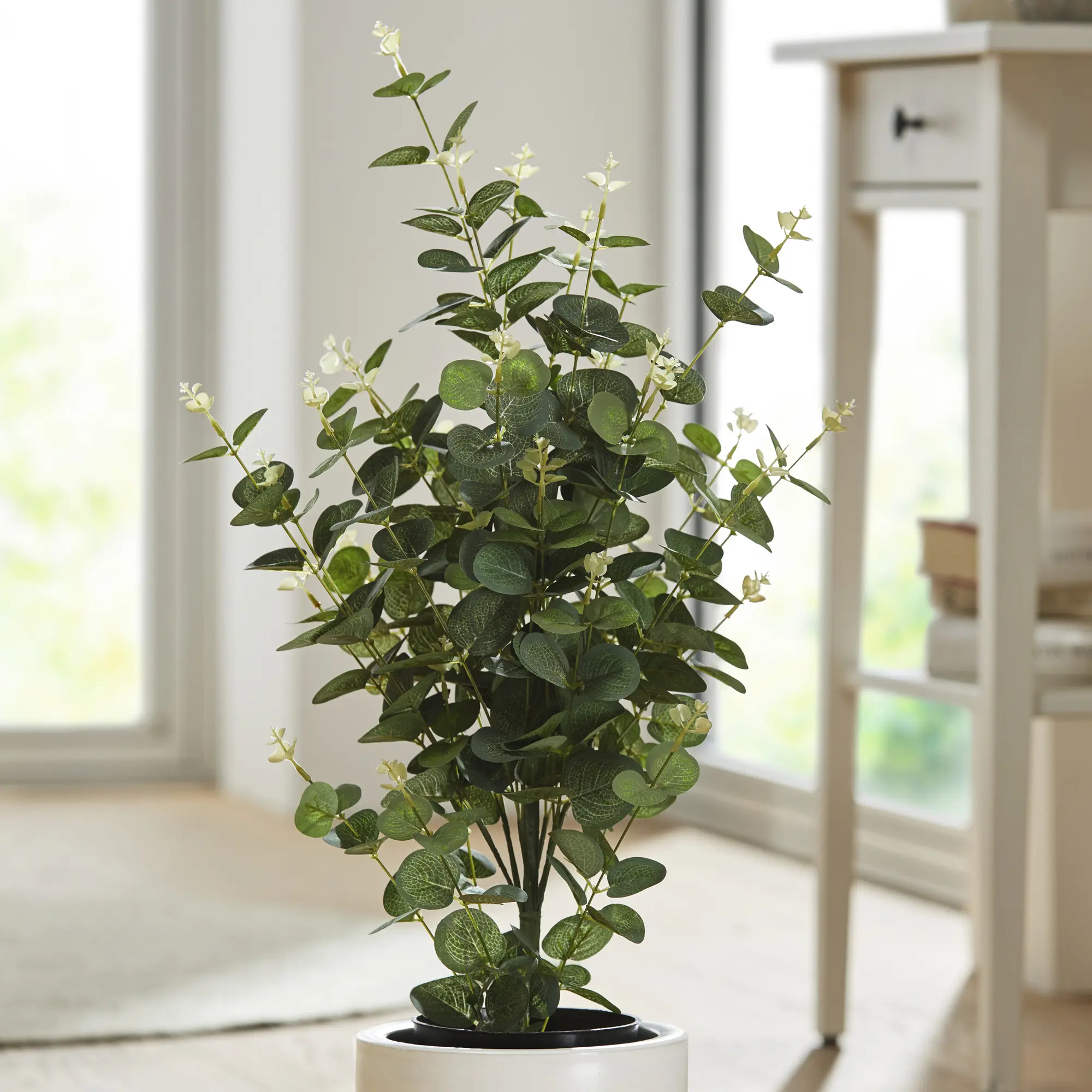 Topfpflanze "Eukalyptus"  im Frank Flechtwaren Online Shop kaufen