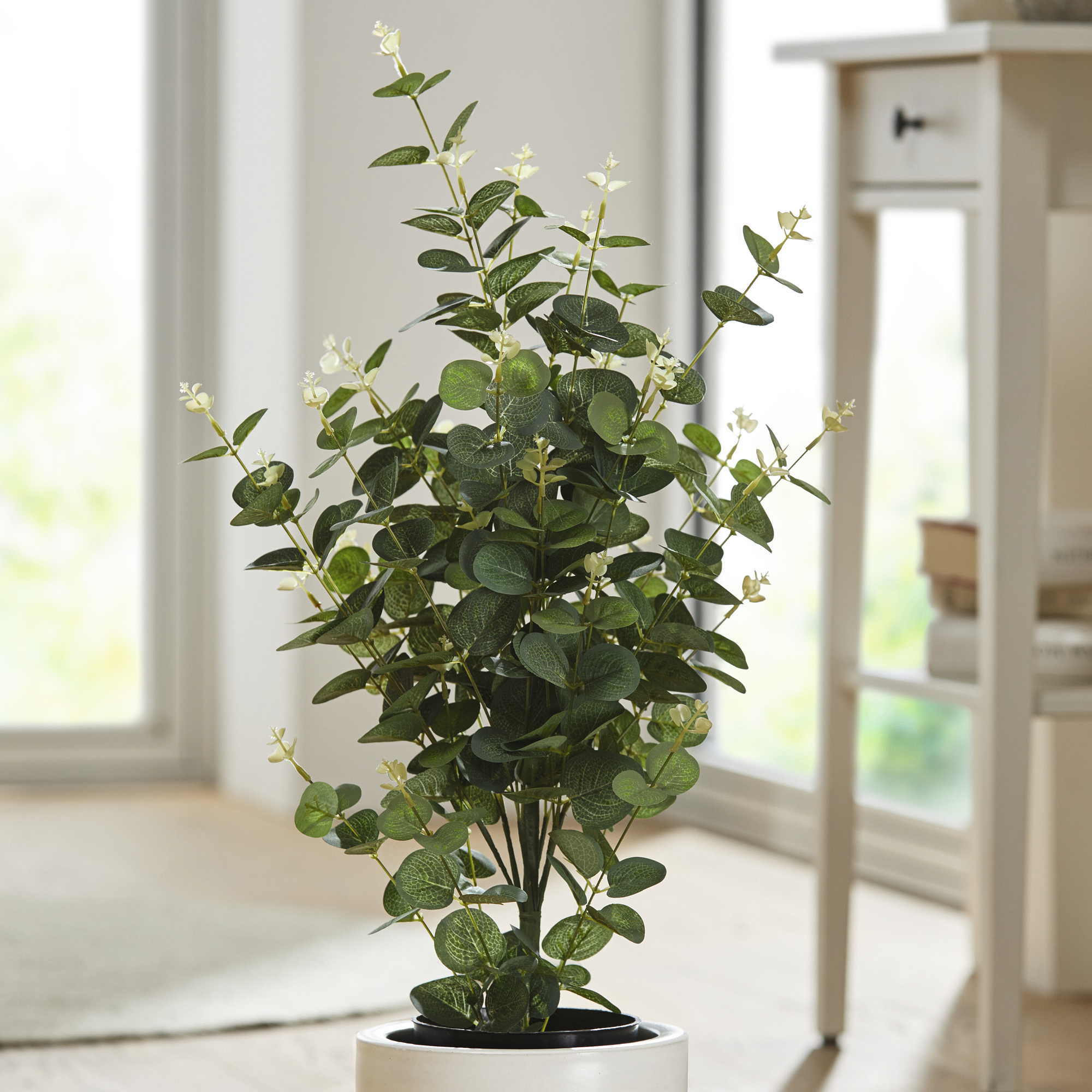 Topfpflanze "Eukalyptus"  im Frank Flechtwaren Online Shop kaufen