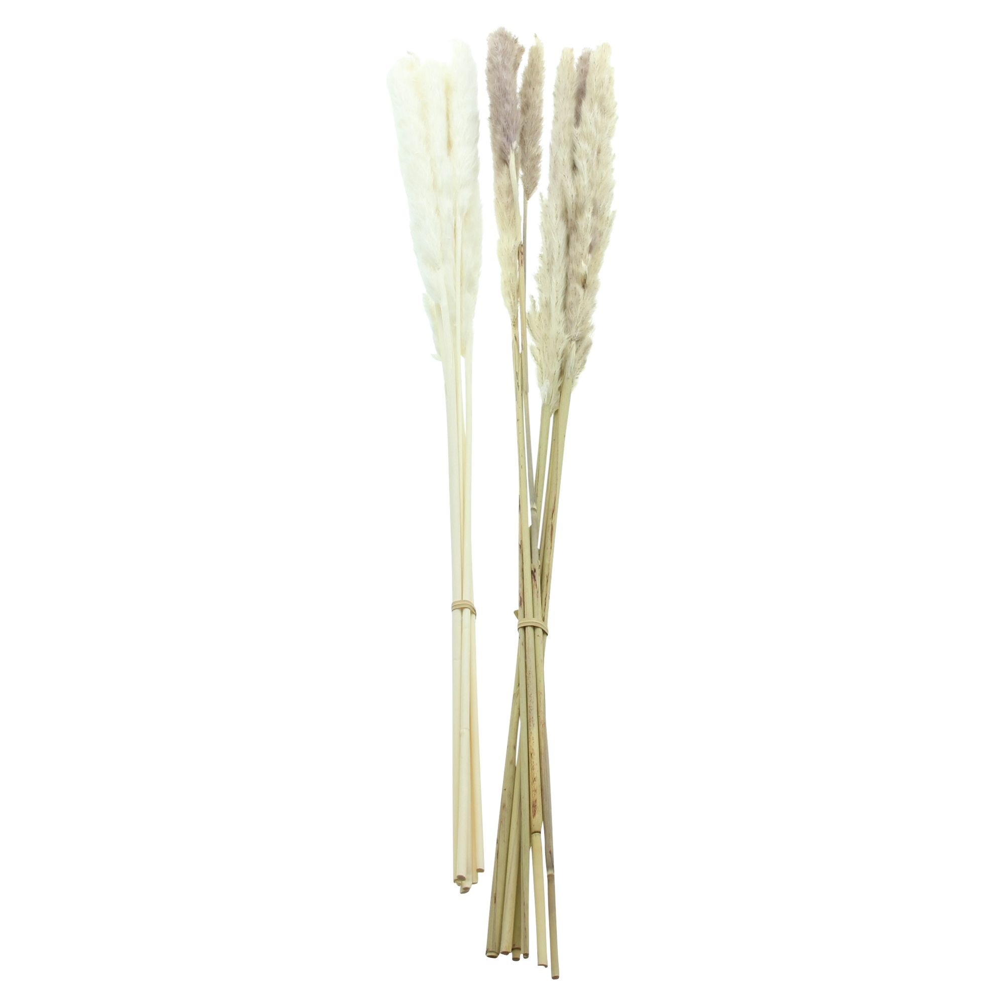 Pflanze "Schilfgras", 2er Set im Frank Flechtwaren Online Shop für Kunstpflanzen kaufen Pflanze "Schilfgras", 2er Set im Frank Flechtwaren Online Shop für Kunstpflanzen kaufen
