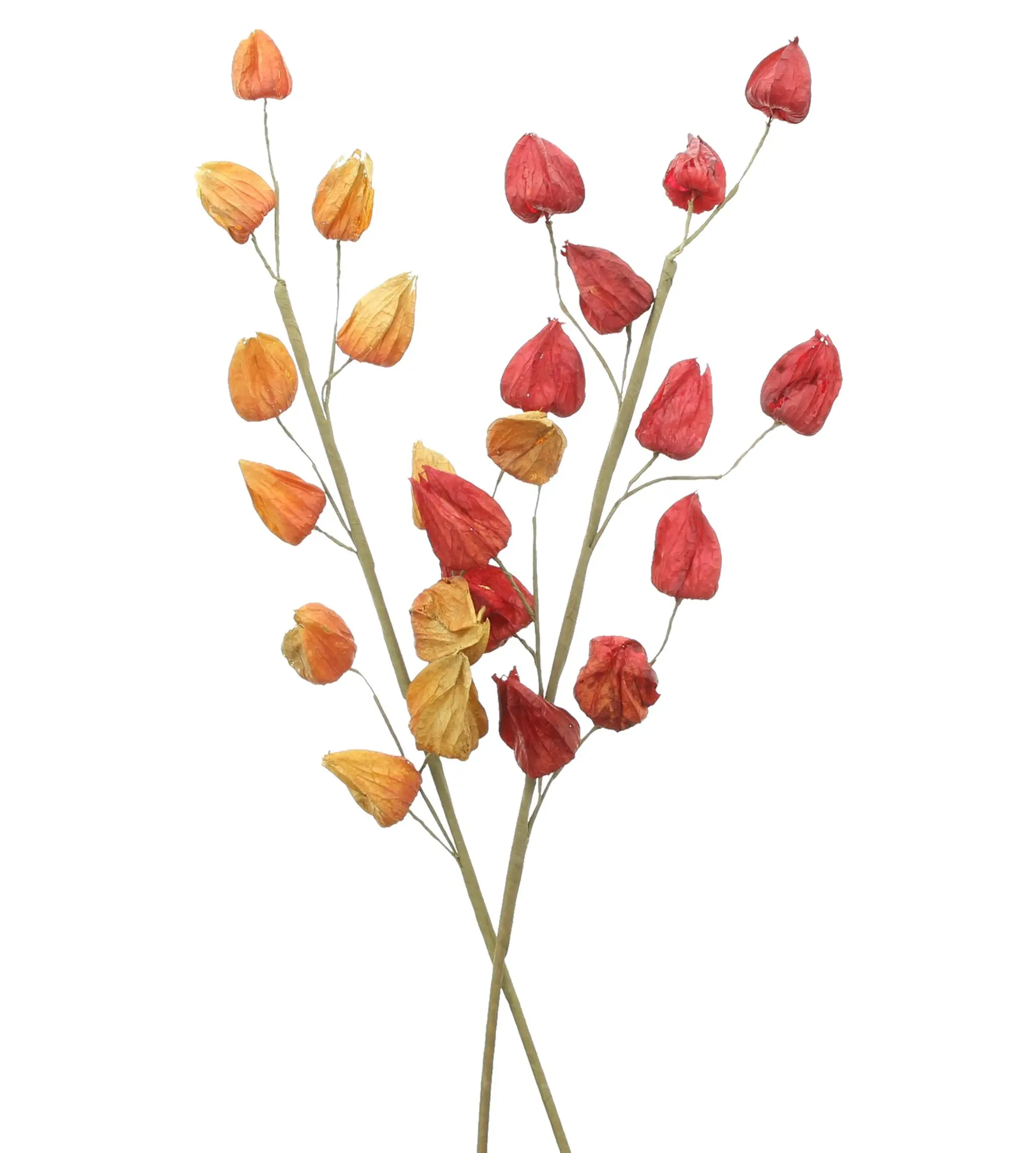 Deko-Zweig "Physalis", 2er Set  im Frank Flechtwaren Online Shop für Waldspaziergang kaufen