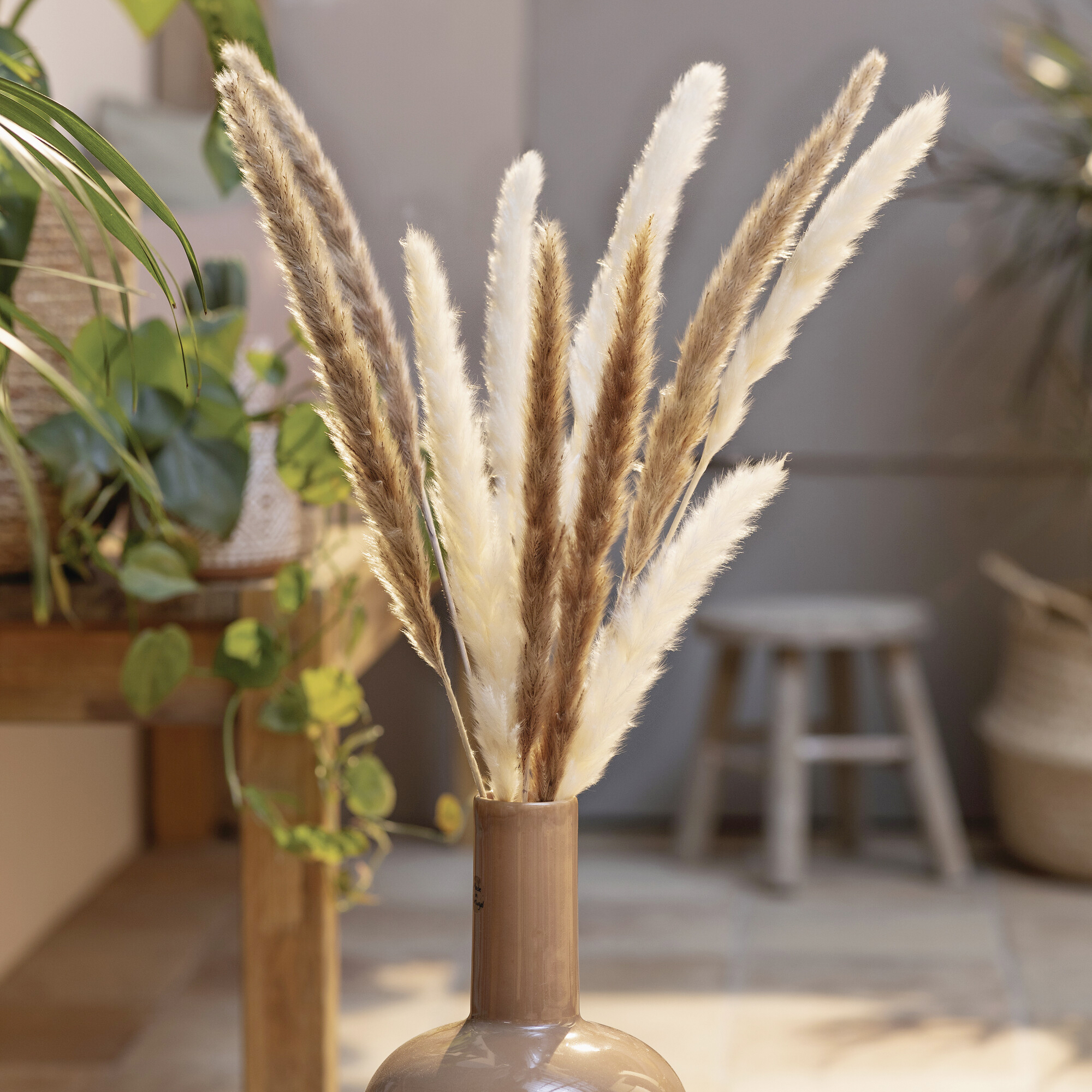 Pflanze "Schilfgras", 2er Set  im Frank Flechtwaren Online Shop kaufen