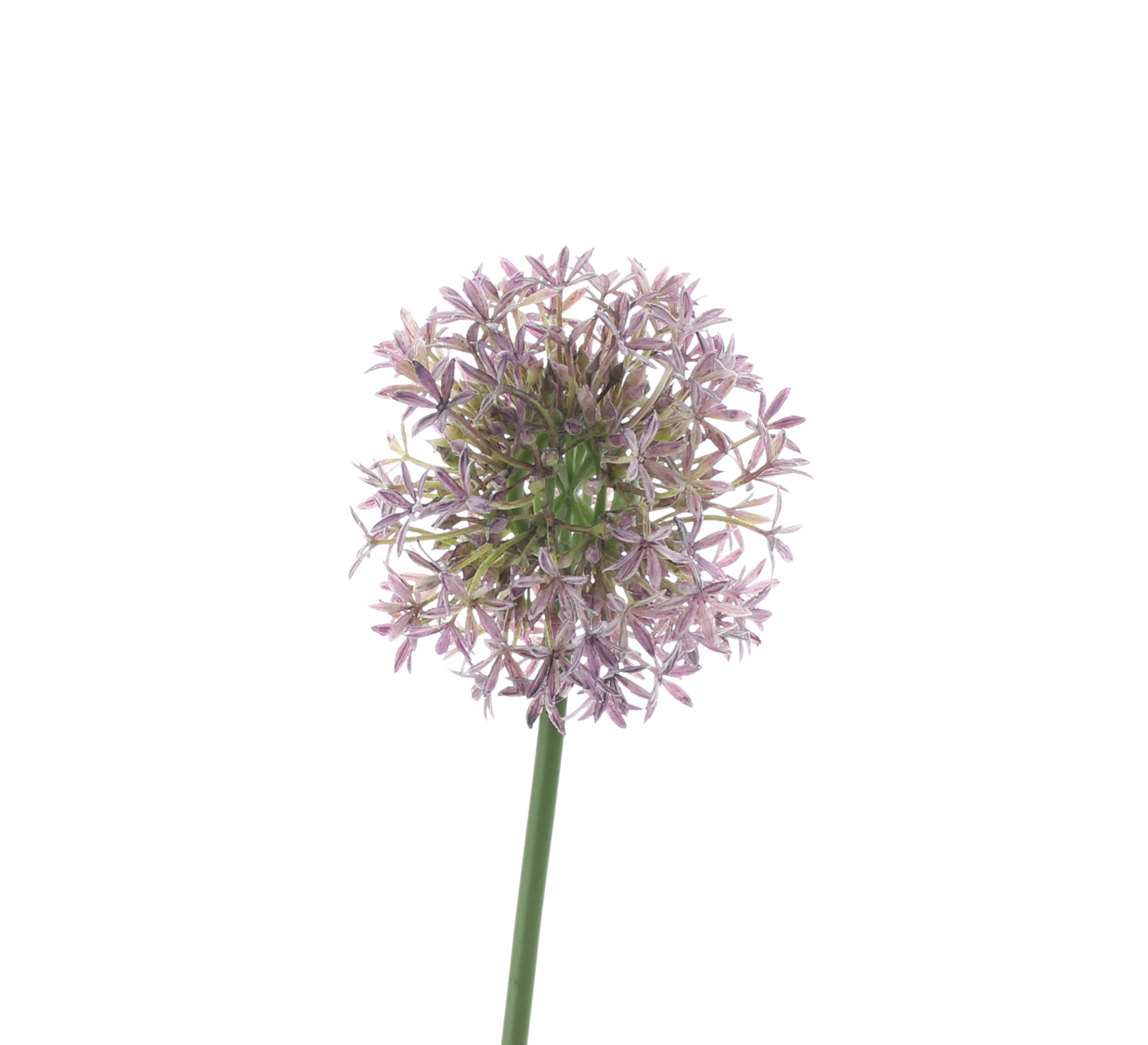 Blume "Allium"  im Frank Flechtwaren Online Shop für Kunstpflanzen kaufen