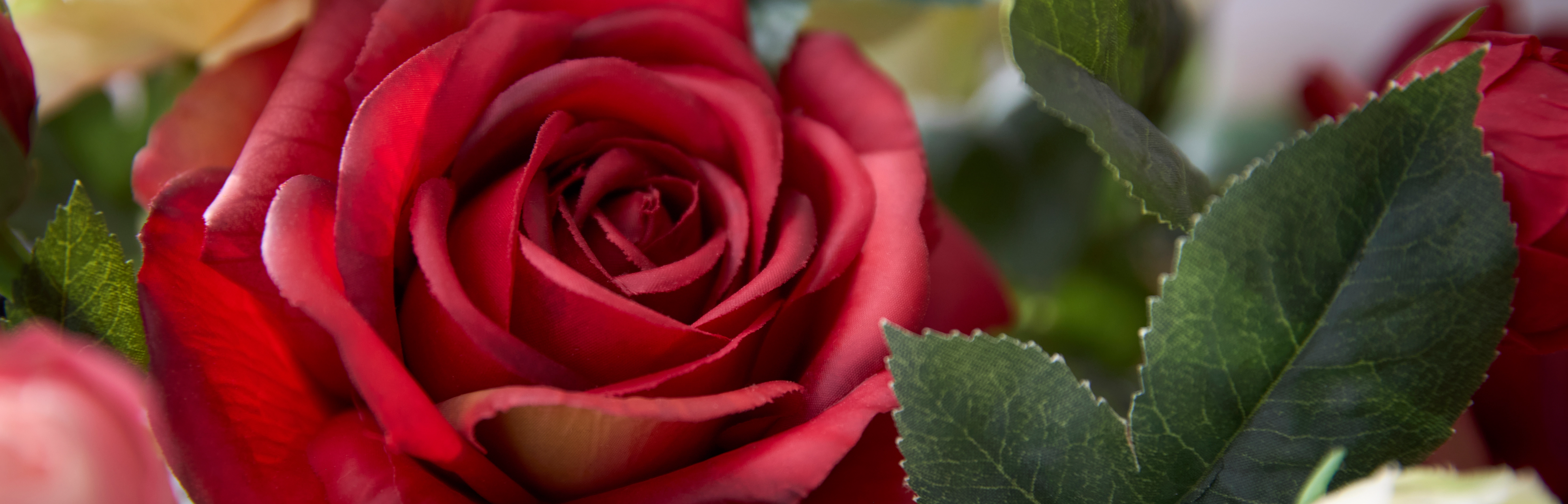 Blumendeko: rote Rose in Nahaufnahme mit grünen Blättern als romantische Dekoration