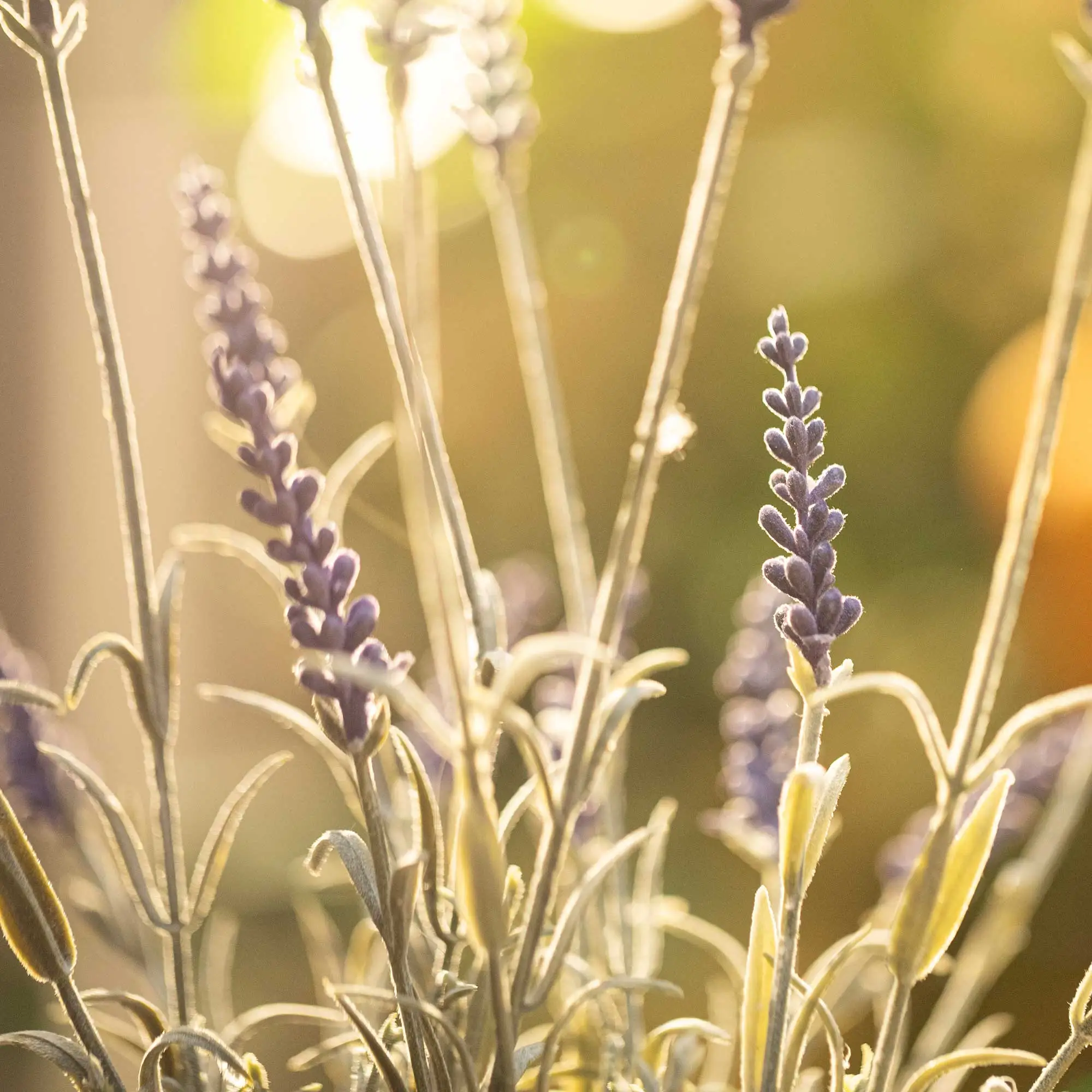 Kunstblume "Lavendelzweig"  im Frank Flechtwaren Online Shop kaufen