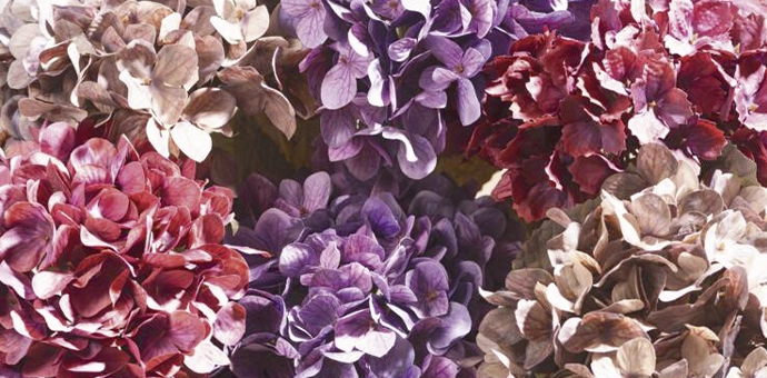 Herbstdeko: Hortensienblüten in Beerentönen und Violett als florale Wohnraumdekoration