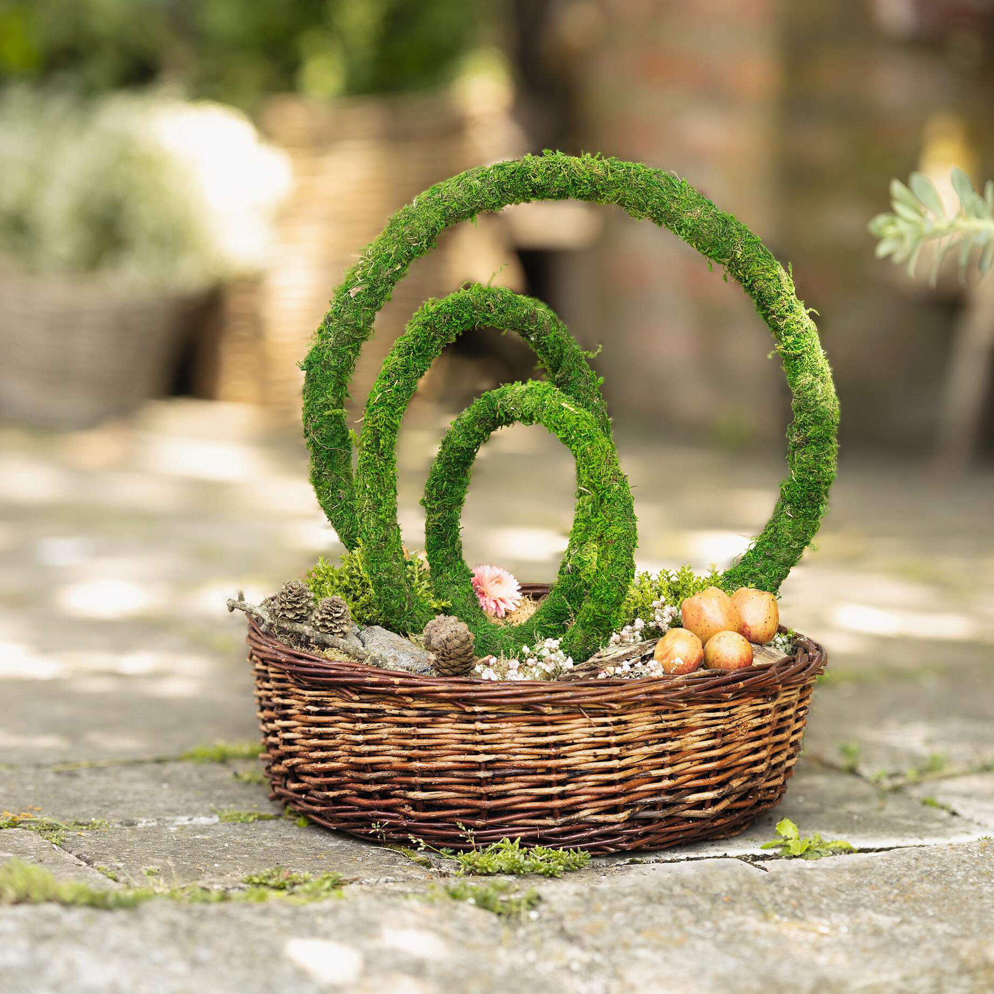 Dekoring "Moos", 3er Set  im Frank Flechtwaren Online Shop kaufen