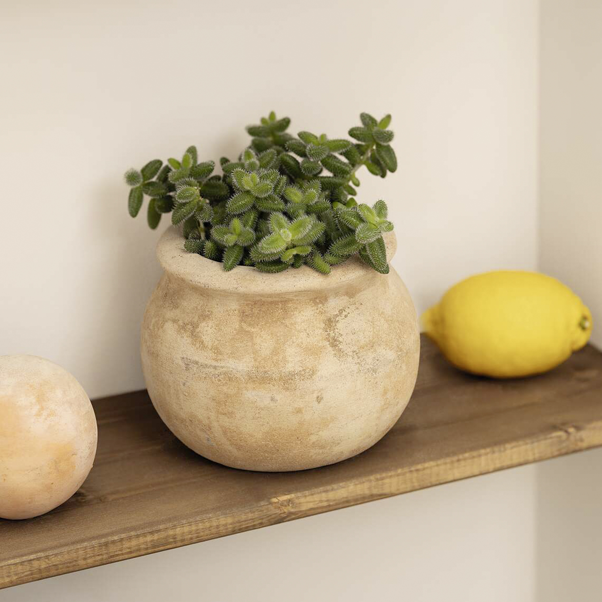 Pflanztopf "Terra", bauchig  im Frank Flechtwaren Online Shop kaufen