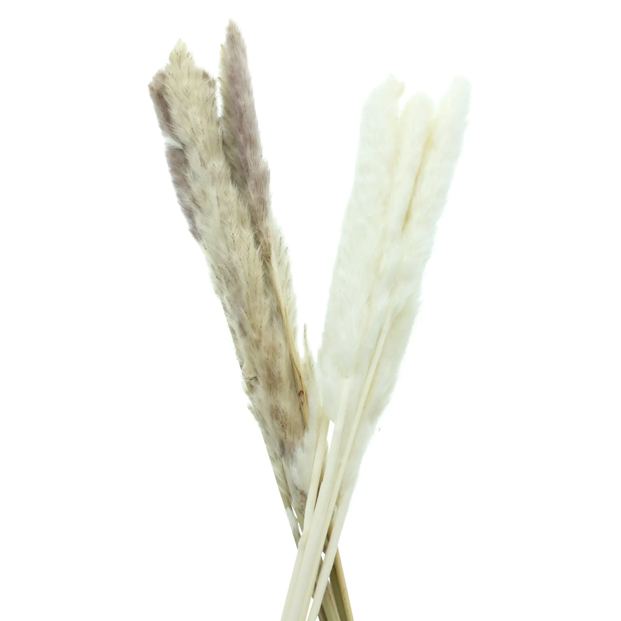 Pflanze "Schilfgras", 2er Set im Frank Flechtwaren Online Shop für Kunstpflanzen kaufen Pflanze "Schilfgras", 2er Set im Frank Flechtwaren Online Shop für Kunstpflanzen kaufen