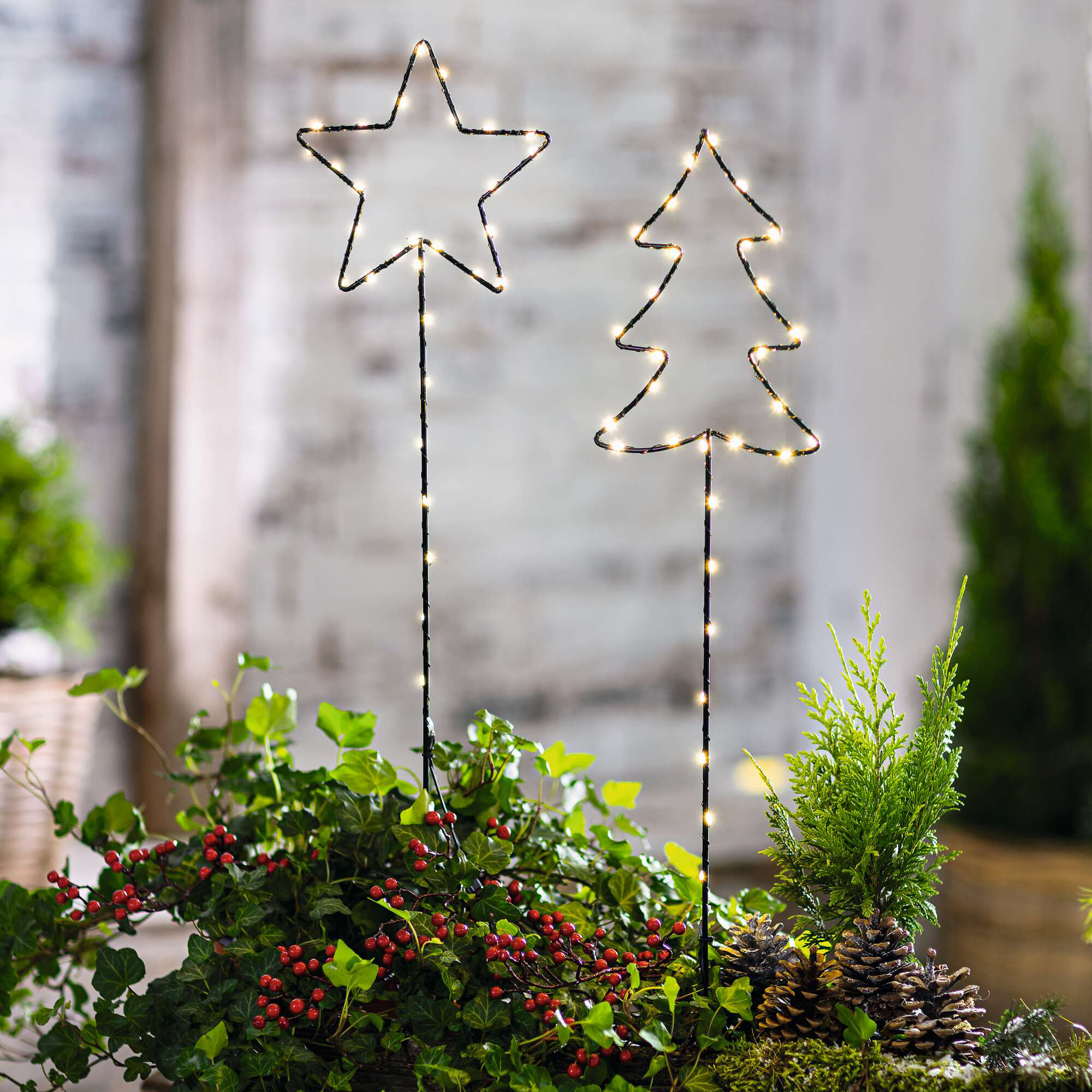 LED-Stecker "Tanne &amp; Stern", 2er Set  im Frank Flechtwaren Online Shop für Streuer &amp; Stecker kaufen