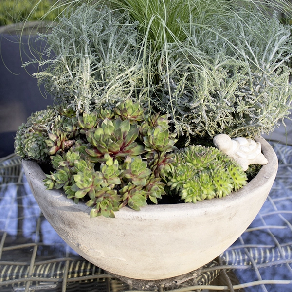 Runde Pflanzschale aus Stein mit verschiedenen Sukkulenten und Ziergras als dekoratives Arrangement