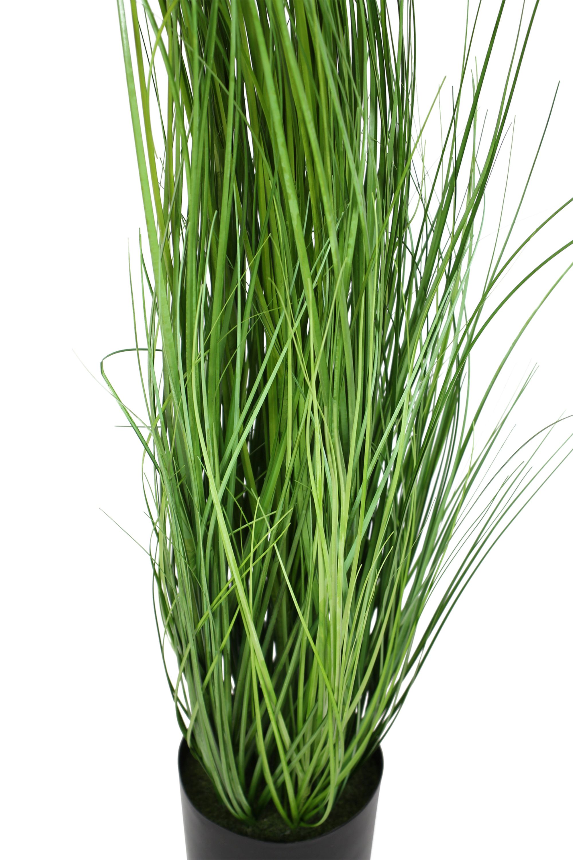 Pflanze "Gras" im Frank Flechtwaren Online Shop für Ostern kaufen Pflanze "Gras" im Frank Flechtwaren Online Shop für Ostern kaufen