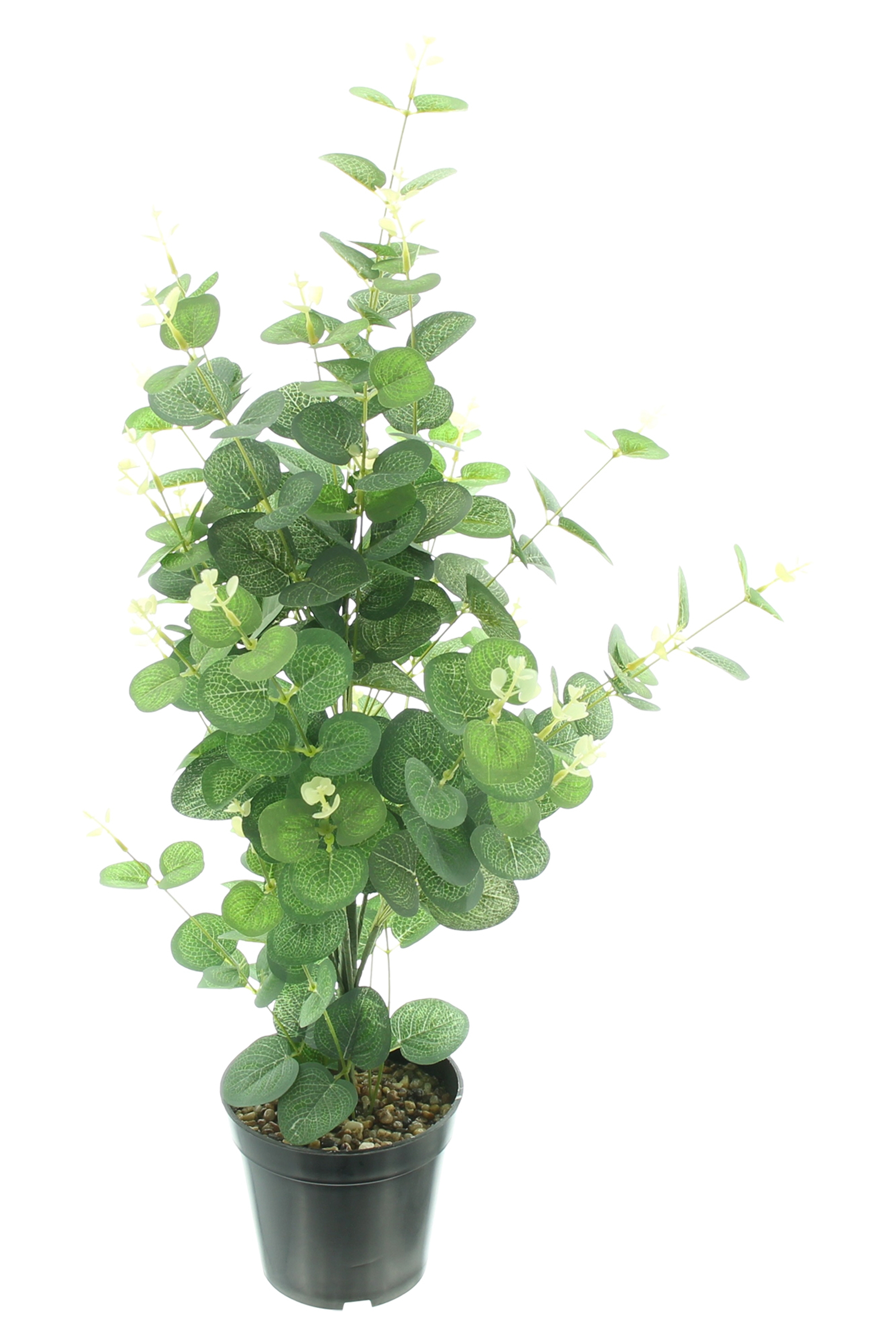Topfpflanze "Eukalyptus" im Frank Flechtwaren Online Shop für Ostern kaufen Topfpflanze "Eukalyptus" im Frank Flechtwaren Online Shop für Ostern kaufen
