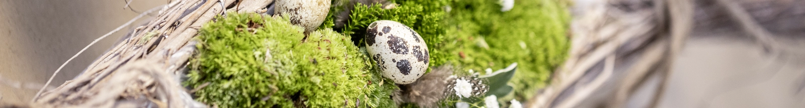 Osterdeko: geflochtener Korb mit grünem Moos und Wachteleiern als natürliche Tischdekoration