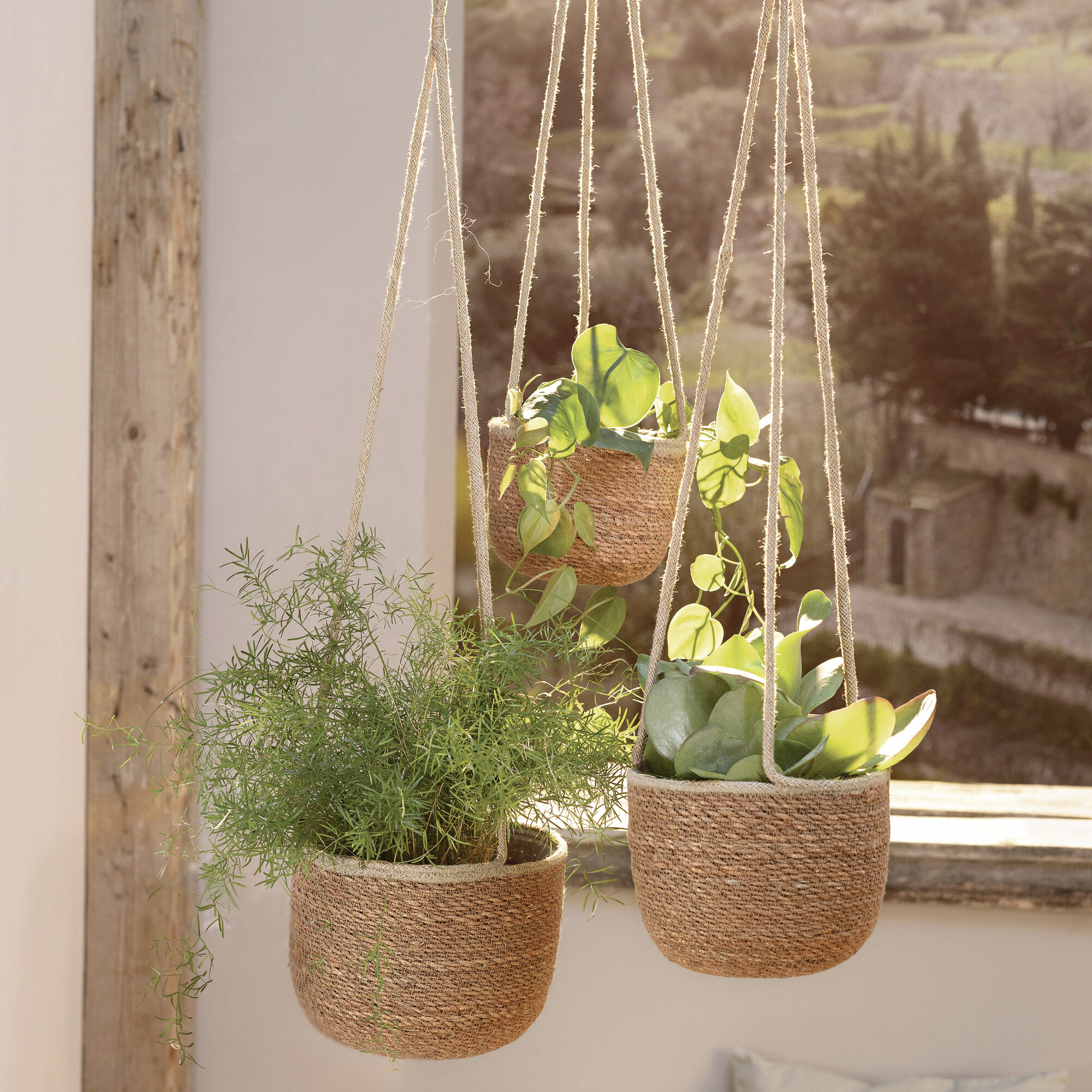 Pflanzampel "Terra", 3er Set  im Frank Flechtwaren Online Shop kaufen