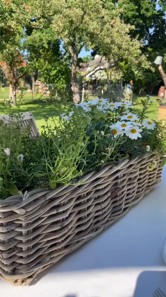Pflanzkasten: geflochtener Rattankasten mit weißen Margeriten als natürliche Tischdekoration im Garten