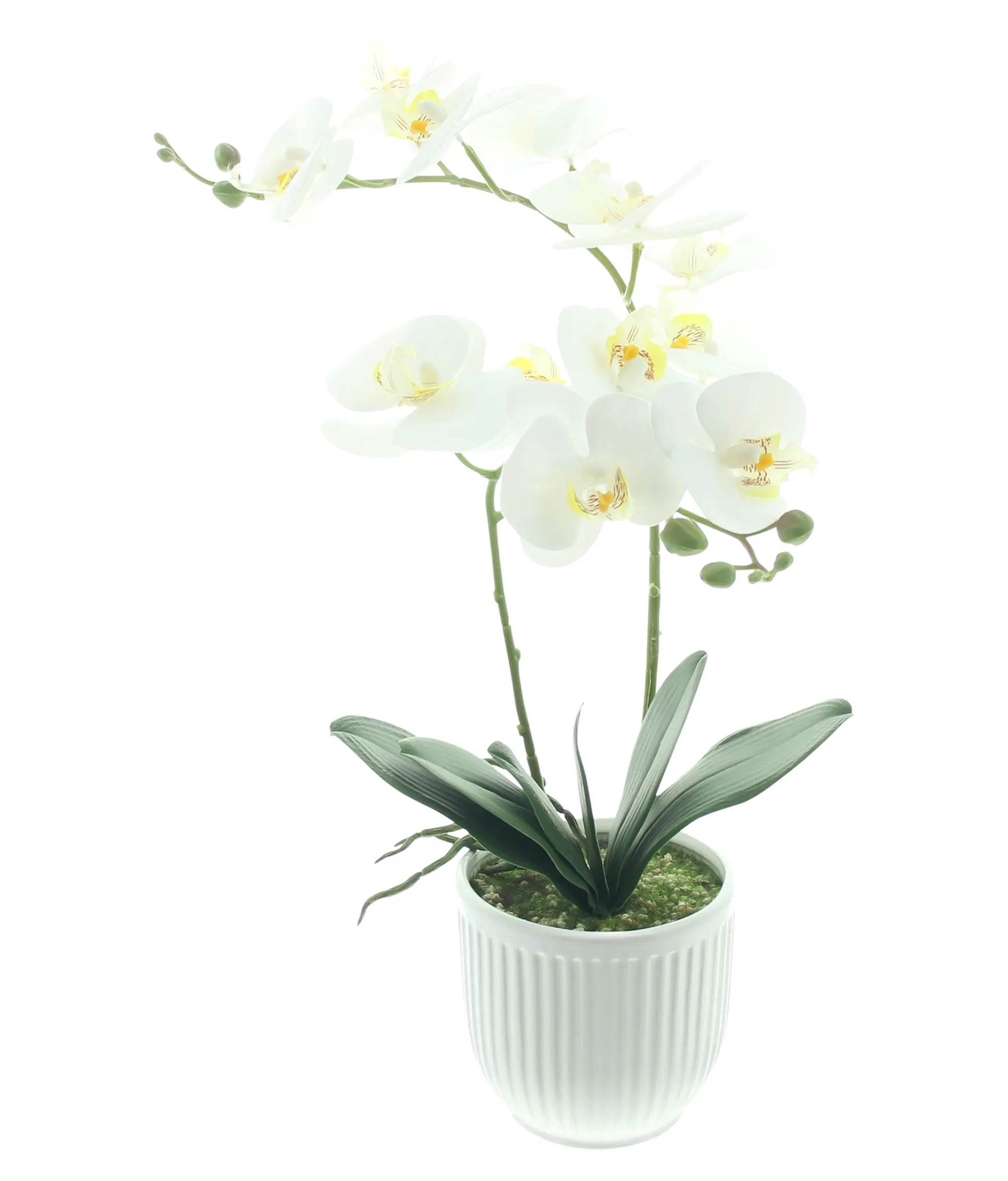 Orchidee "White Butterfly" im Topf  im Frank Flechtwaren Online Shop kaufen