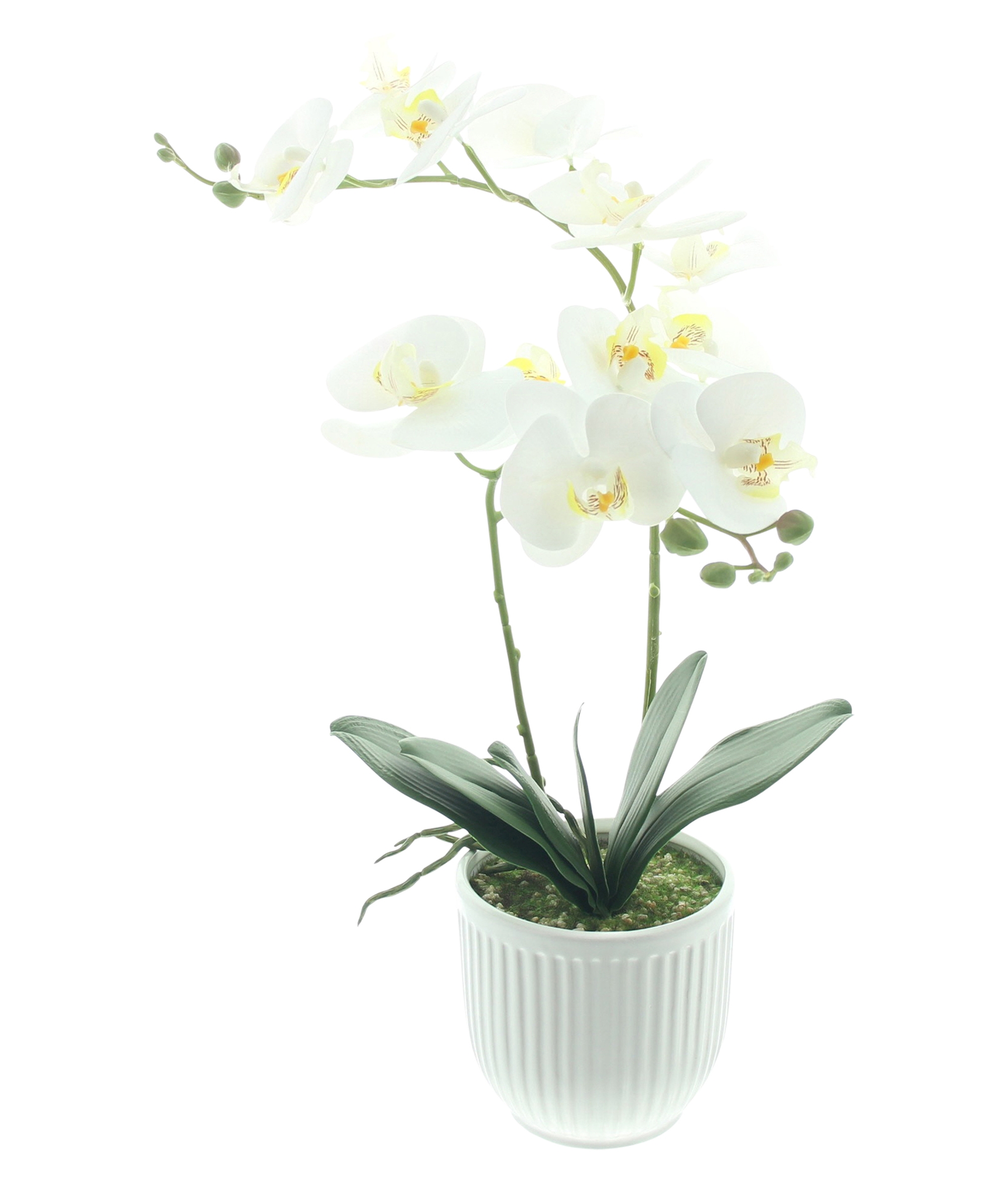 Orchidee "White Butterfly" im Topf  im Frank Flechtwaren Online Shop kaufen