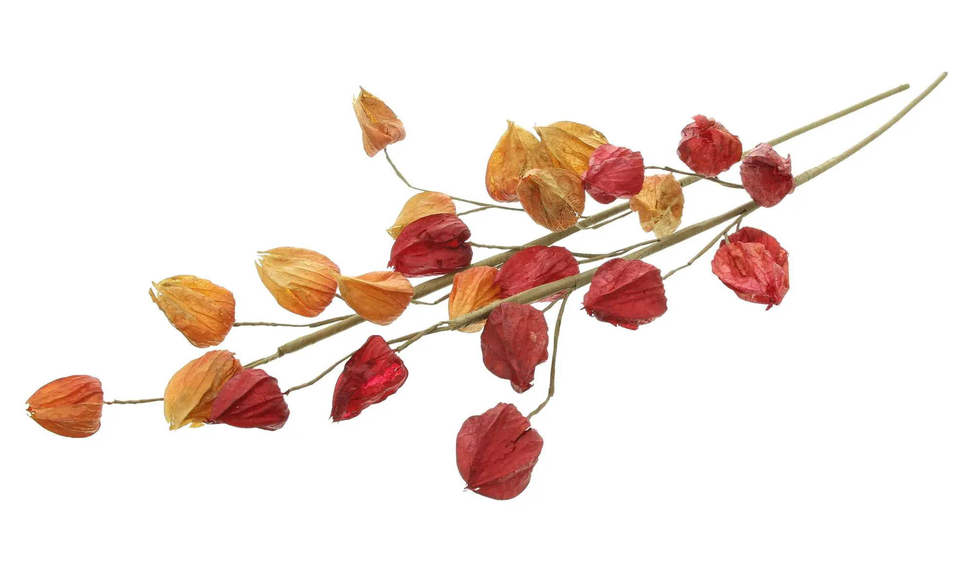Deko-Zweig "Physalis", 2er Set  im Frank Flechtwaren Online Shop für Waldspaziergang kaufen