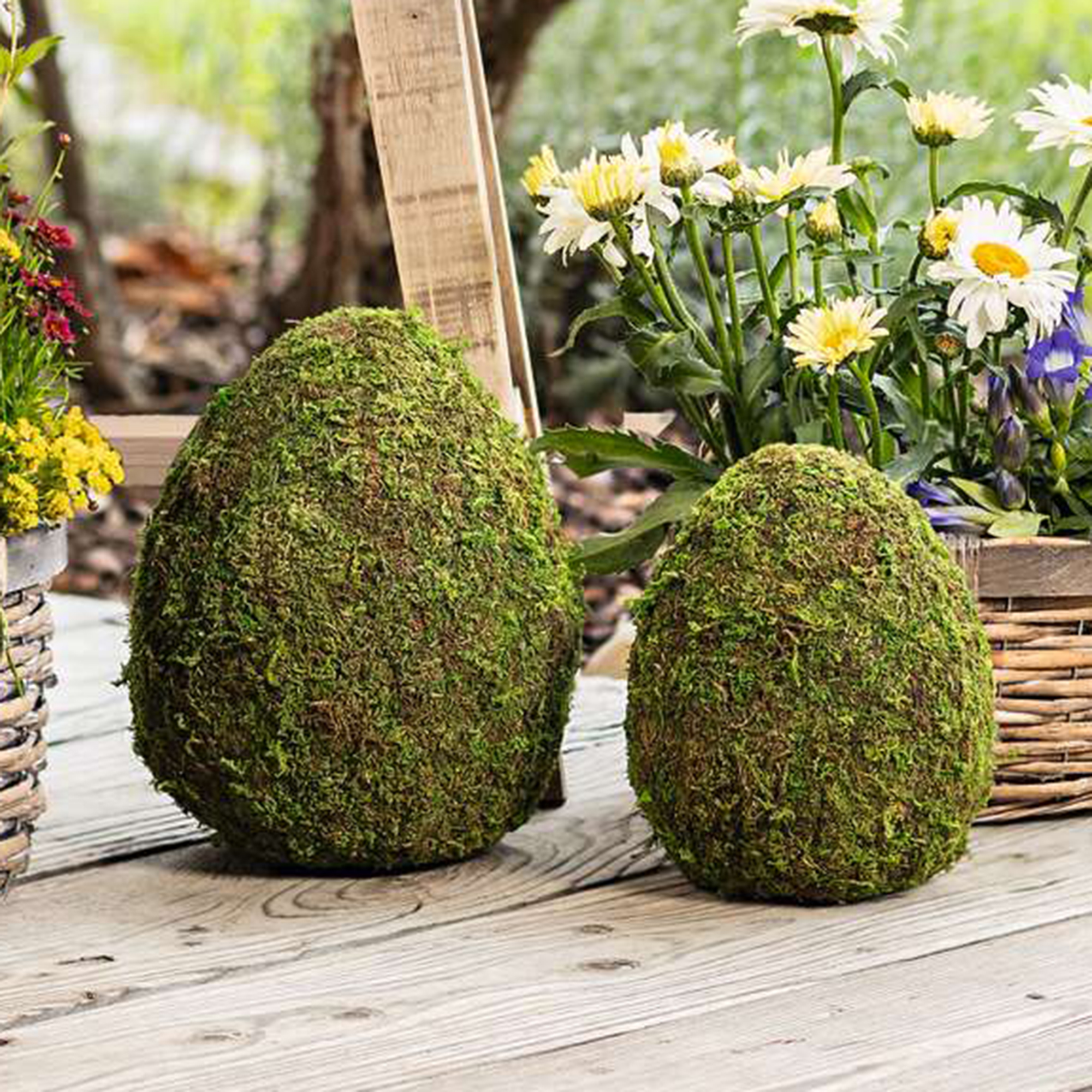 Deko-Ei "Moos", 2er Set  im Frank Flechtwaren Online Shop kaufen