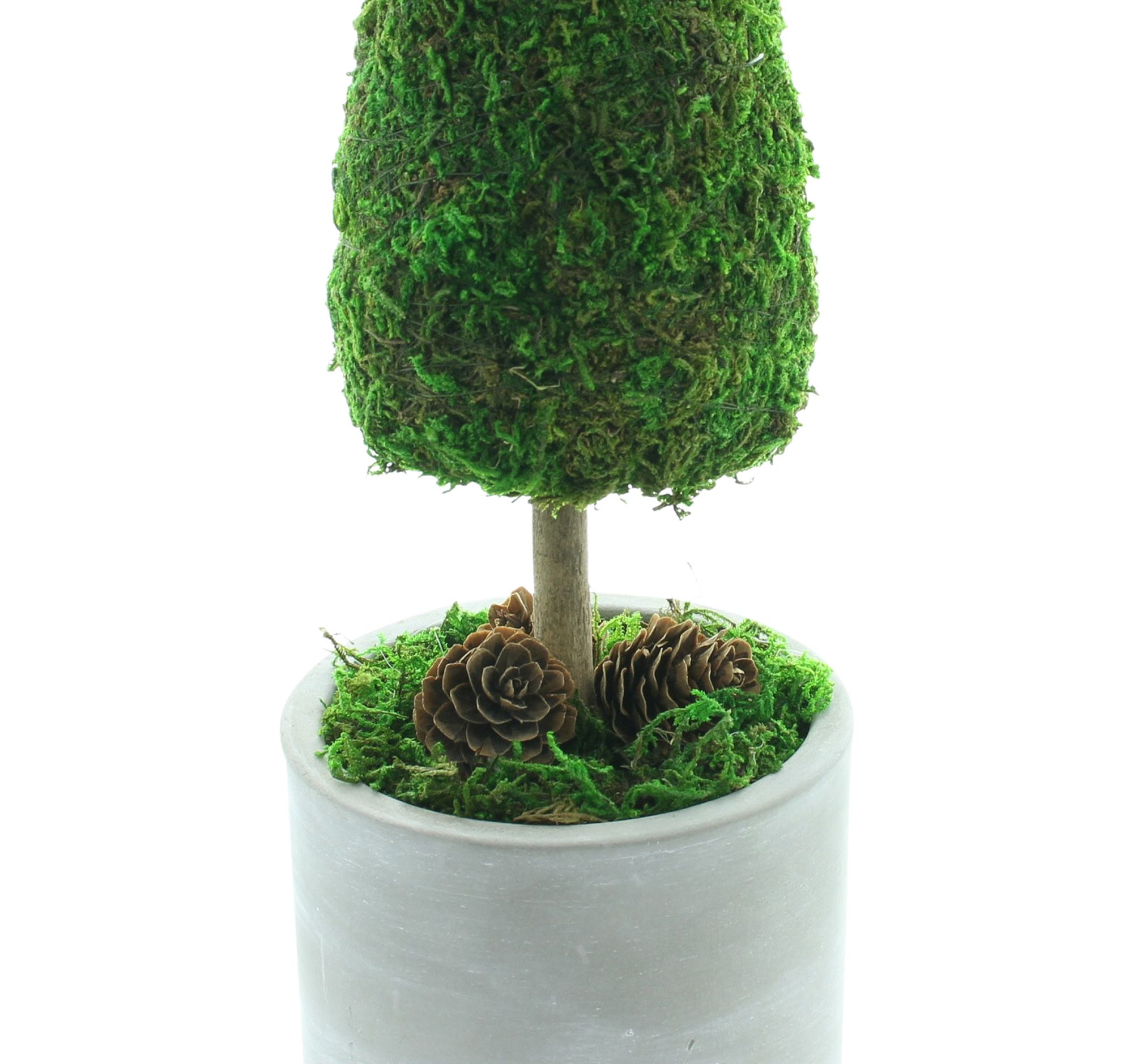 Tanne "Moos"  im Frank Flechtwaren Online Shop für Tannenbäume kaufen