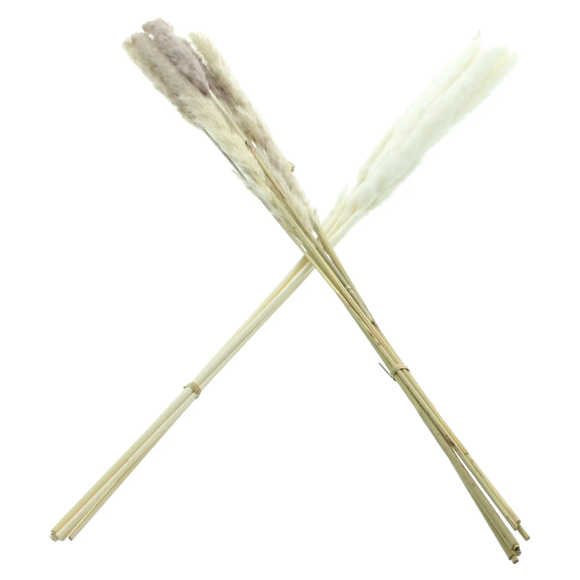 Pflanze "Schilfgras", 2er Set im Frank Flechtwaren Online Shop für Kunstpflanzen kaufen Pflanze "Schilfgras", 2er Set im Frank Flechtwaren Online Shop für Kunstpflanzen kaufen