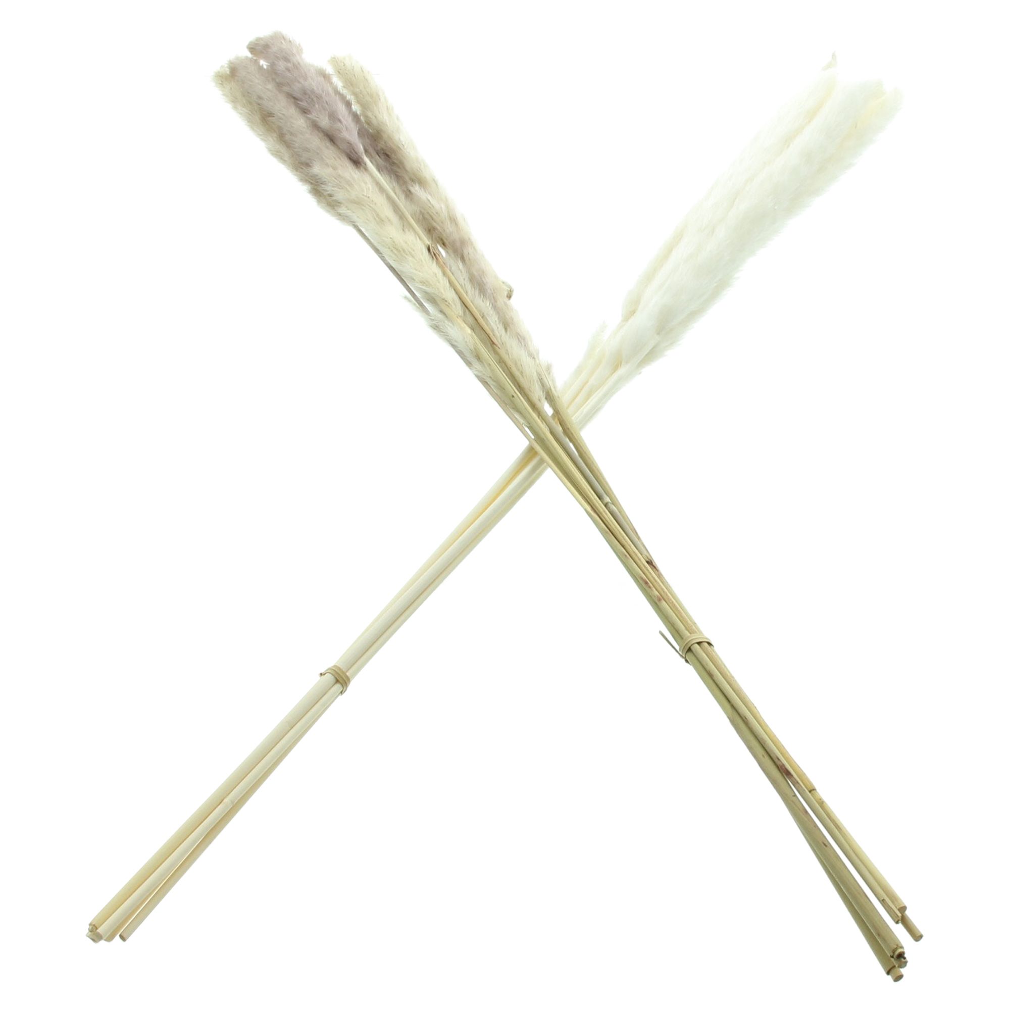 Pflanze "Schilfgras", 2er Set im Frank Flechtwaren Online Shop für Kunstpflanzen kaufen Pflanze "Schilfgras", 2er Set im Frank Flechtwaren Online Shop für Kunstpflanzen kaufen