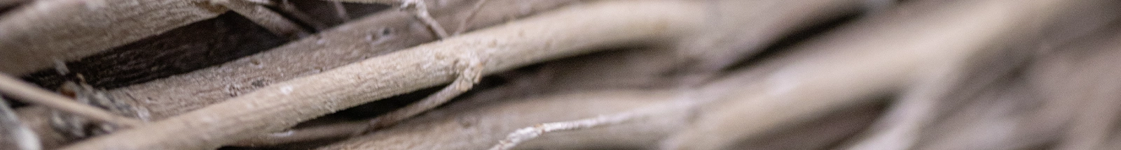 Naturdeko: geflochtene Zweige aus Holz als Basis für Kränze oder Tischdekoration