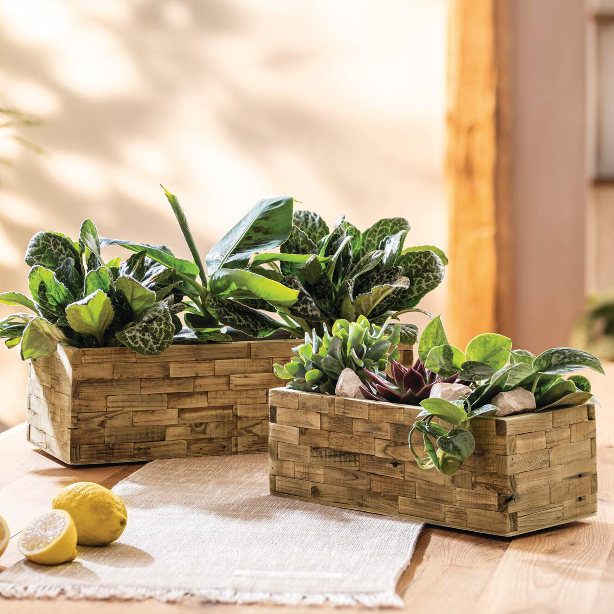 Pflanzkasten "Puro", 2er Set  im Frank Flechtwaren Online Shop für Gerade eingetroffen kaufen