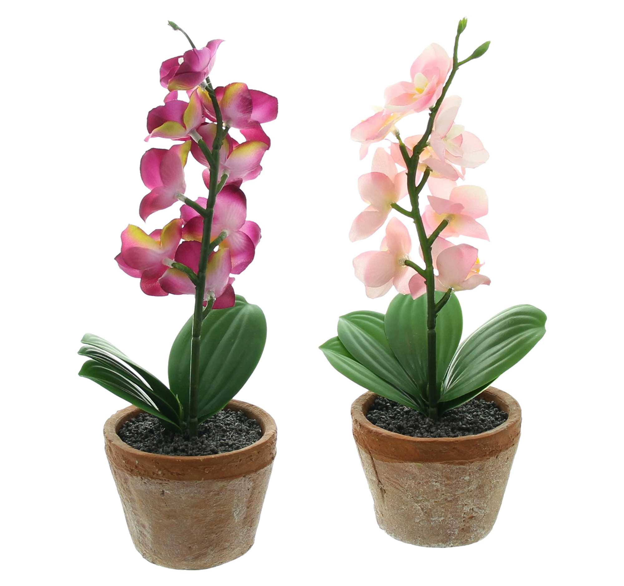 Orchidee im Topf, 2er Set im Frank Flechtwaren Online Shop für Ostern kaufen Orchidee im Topf, 2er Set im Frank Flechtwaren Online Shop für Ostern kaufen