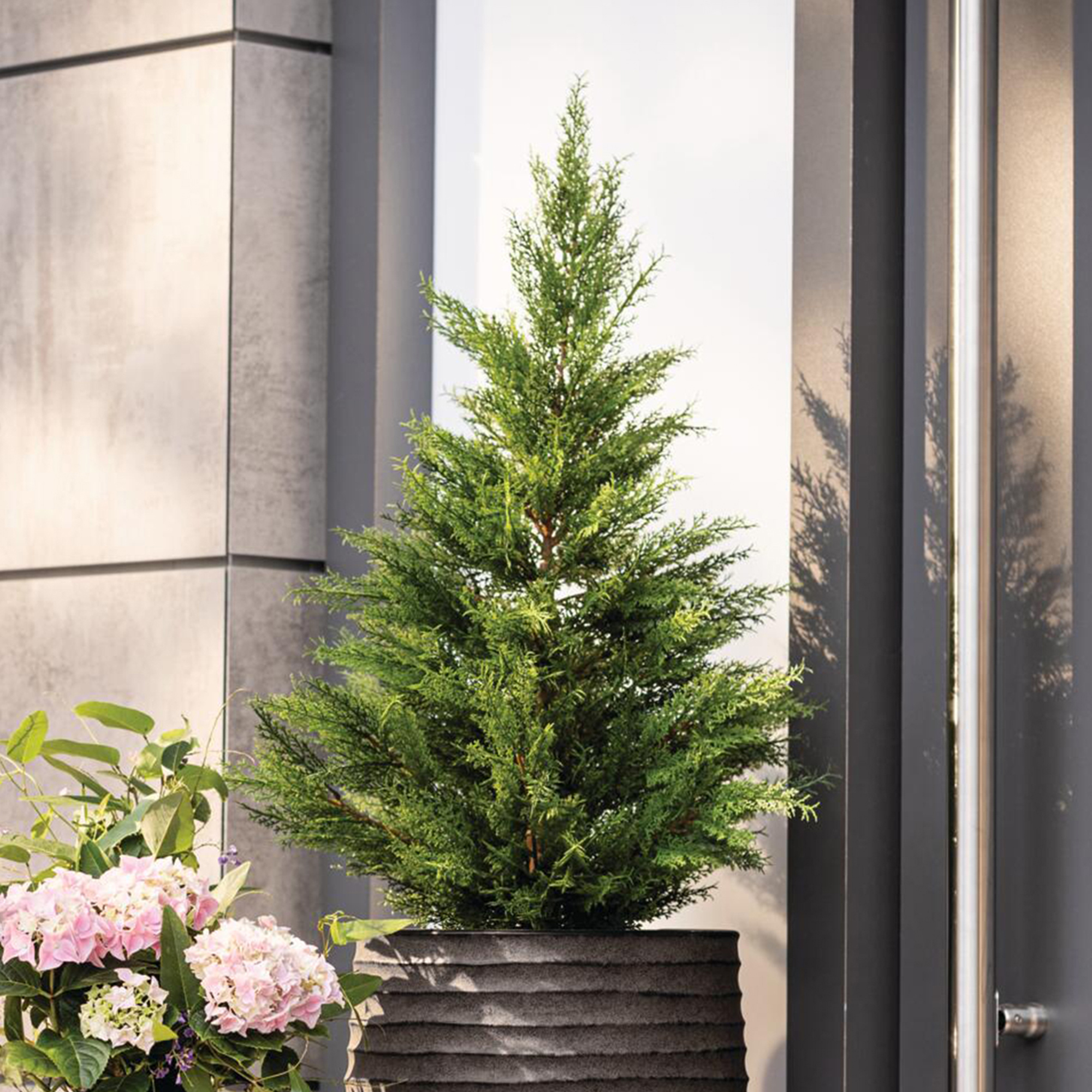 Kunstpflanze "Konifere"  im Frank Flechtwaren Online Shop kaufen