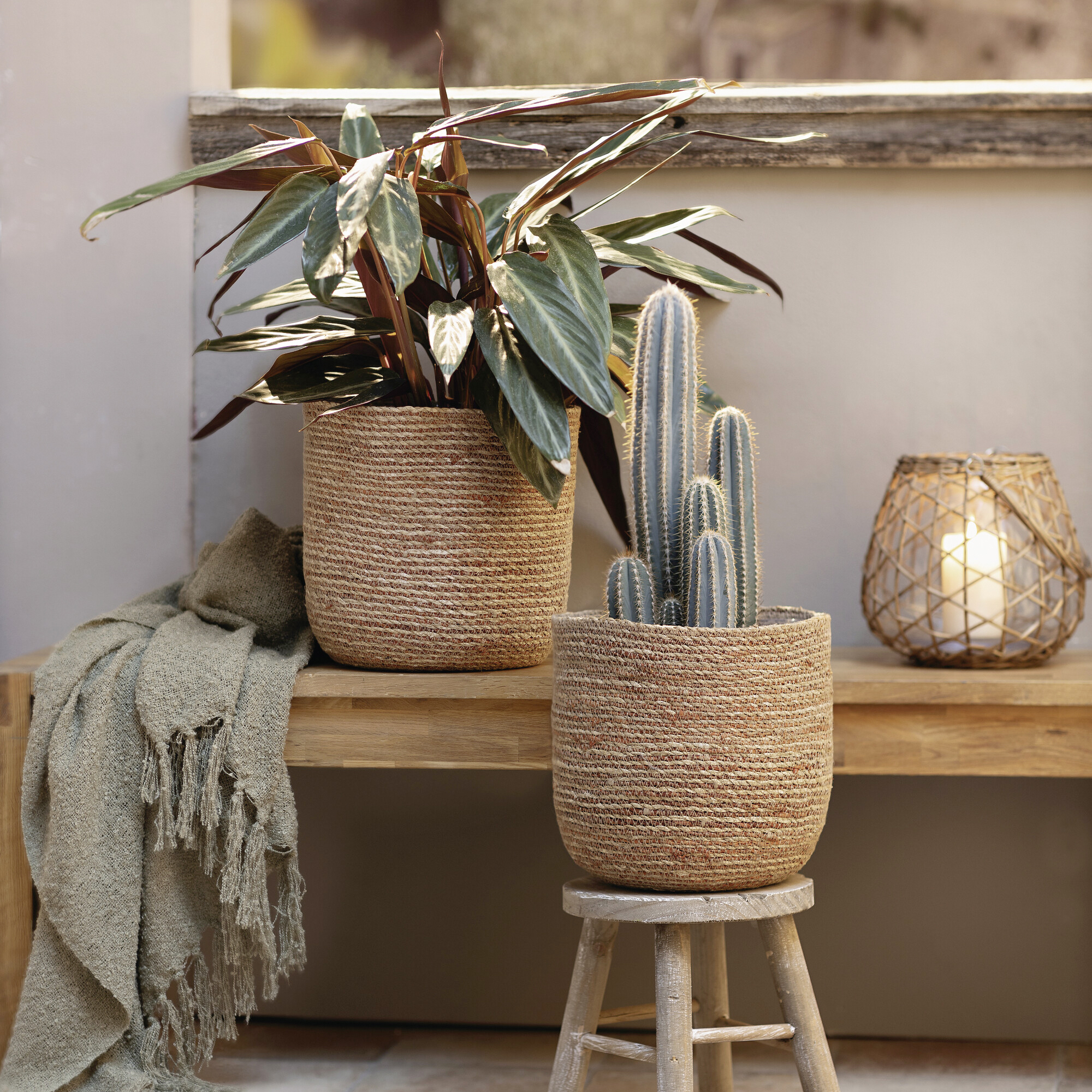 Pflanzkorb "Terra", 2er Set  im Frank Flechtwaren Online Shop kaufen