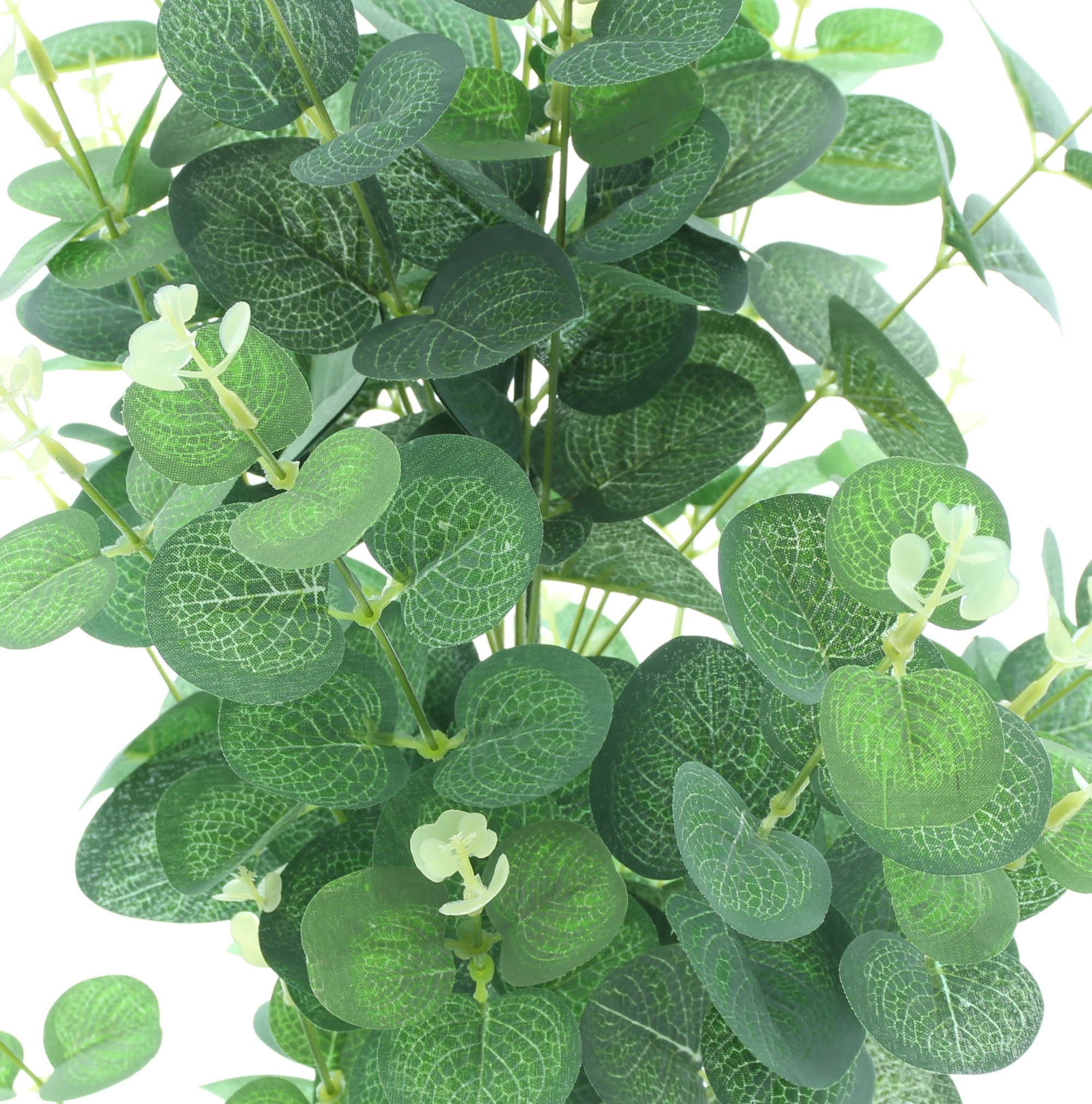 Topfpflanze "Eukalyptus" im Frank Flechtwaren Online Shop für Ostern kaufen Topfpflanze "Eukalyptus" im Frank Flechtwaren Online Shop für Ostern kaufen